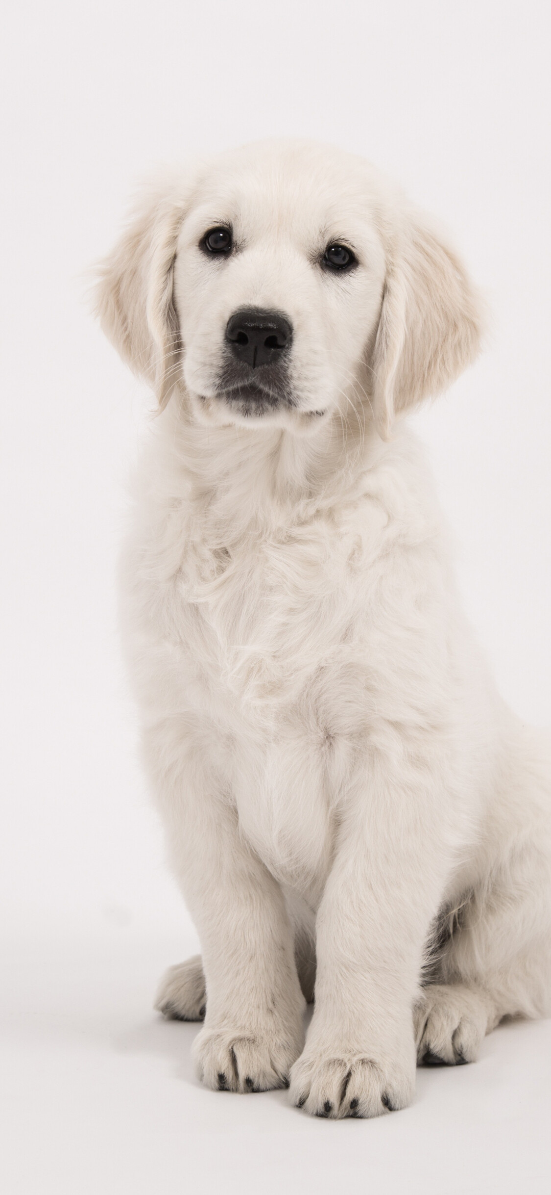 Golden Retriever: Сan be trained as guide dogs and therapy dogs and may compete in obedience trials and other dog sports. 1130x2440 HD Background.