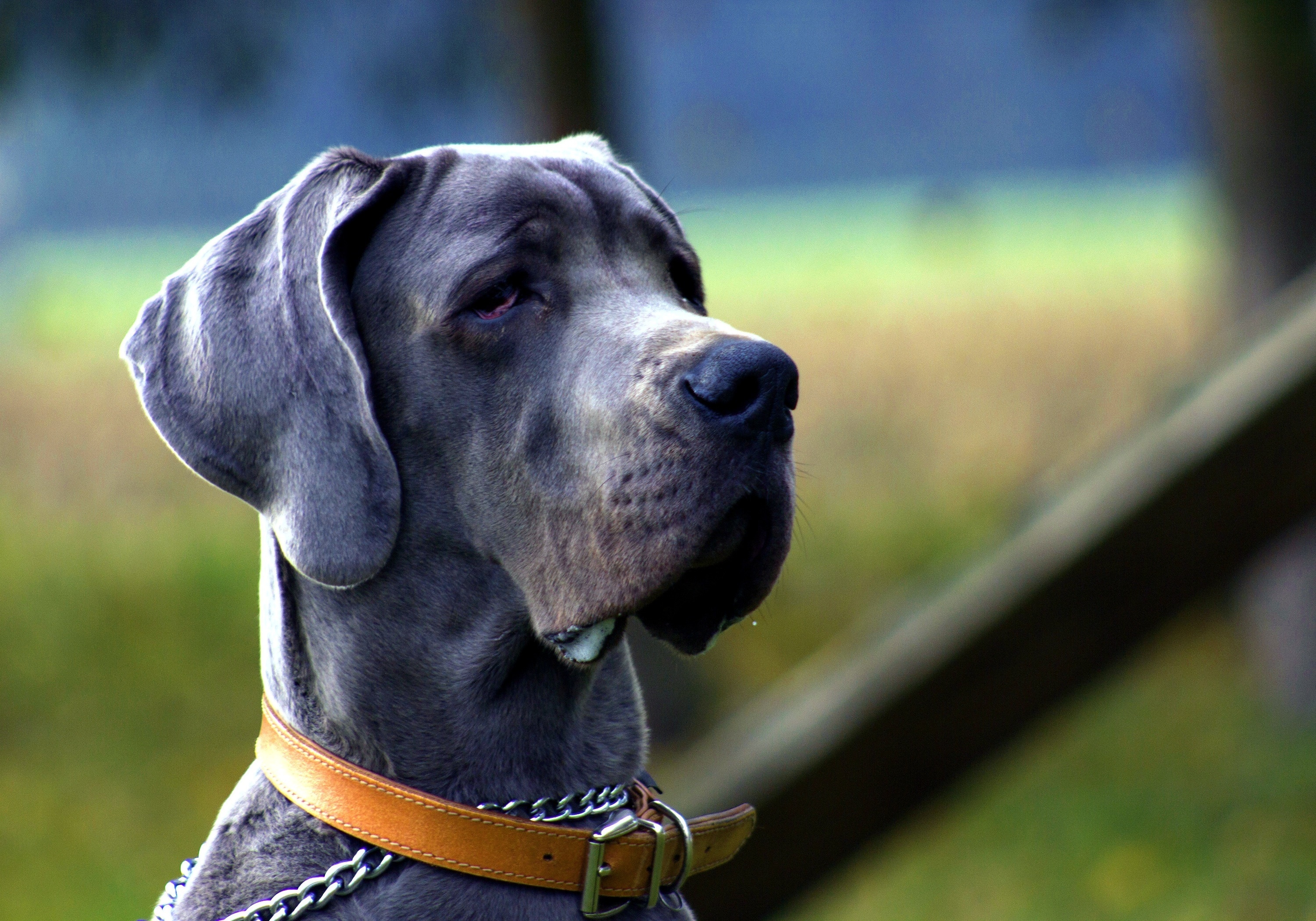 Great Dane: Five to six show-acceptable coat colors according to the breed-standard, A glossy black. 3000x2100 HD Wallpaper.