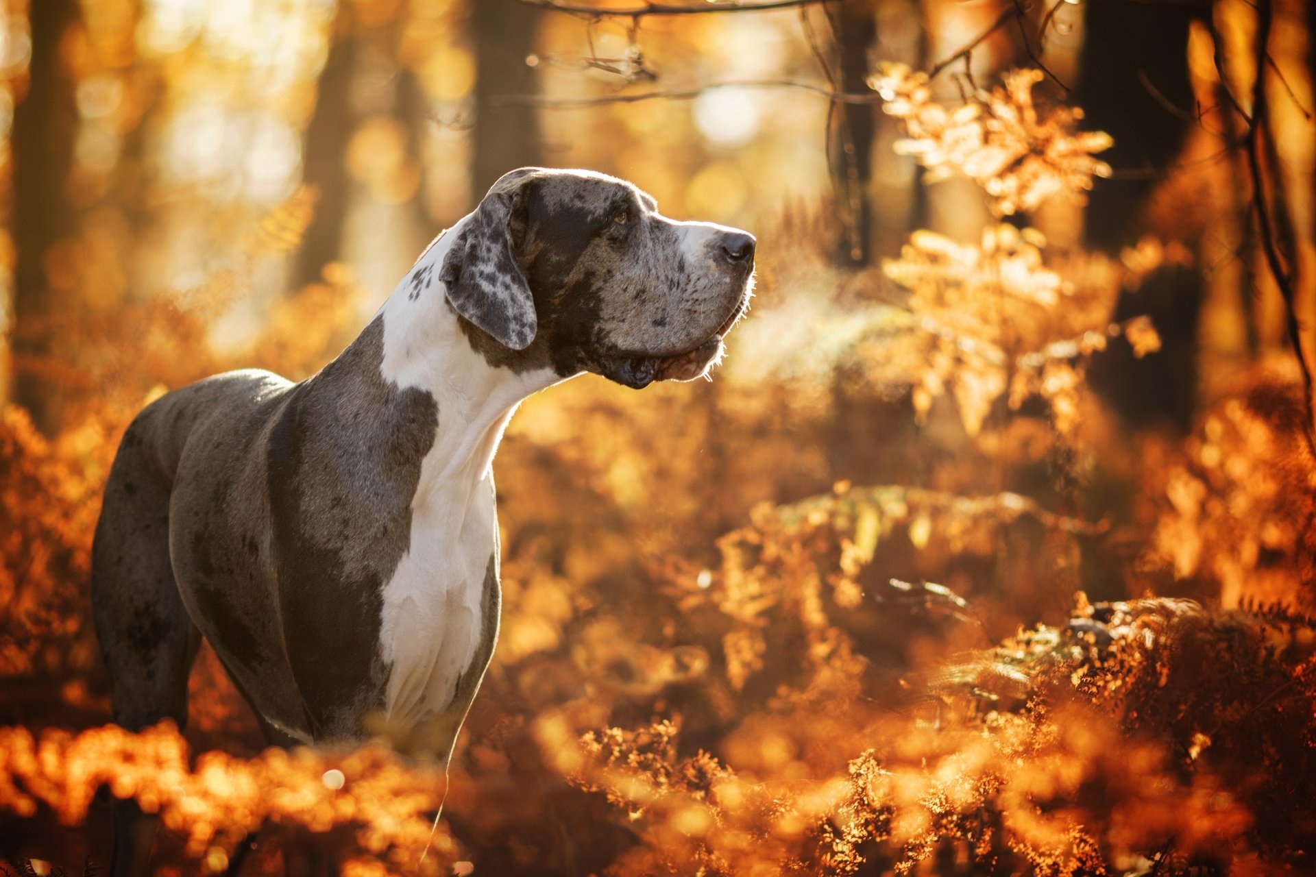 Great Dane: Deutsche Dogge, Originating in Germany over 400 years ago, Initially bred to hunt deer or wild boar. 1920x1280 HD Background.