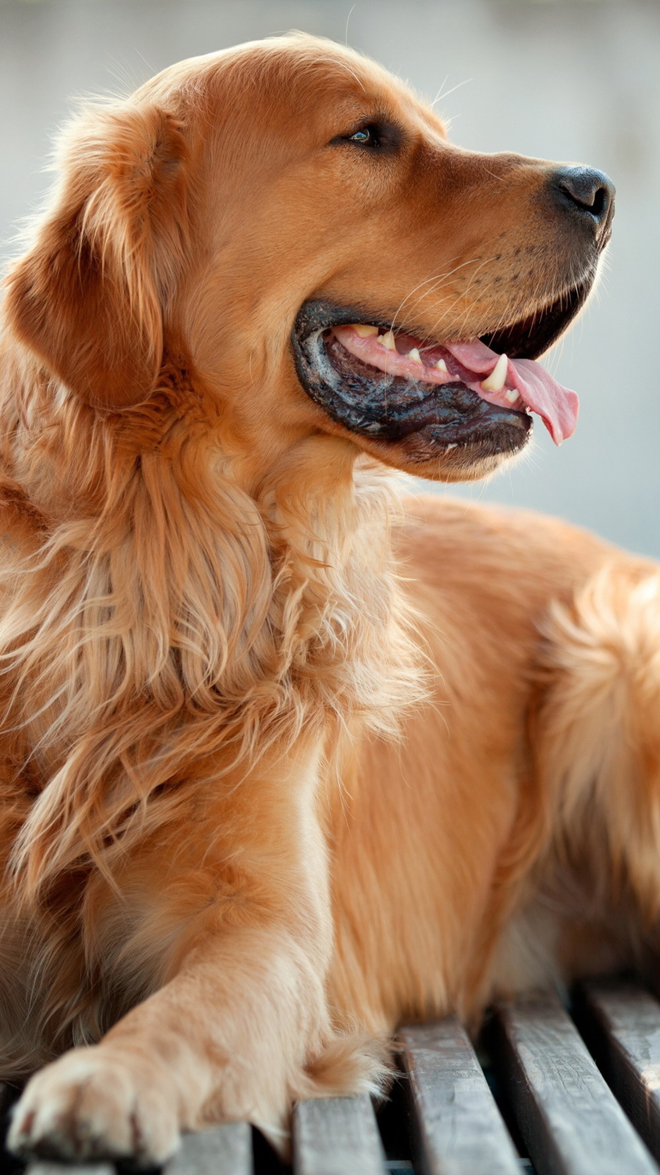 All dogs, Stunning 4K wallpapers, Canine companions, Irresistible cuteness, 2160x3840 4K Phone