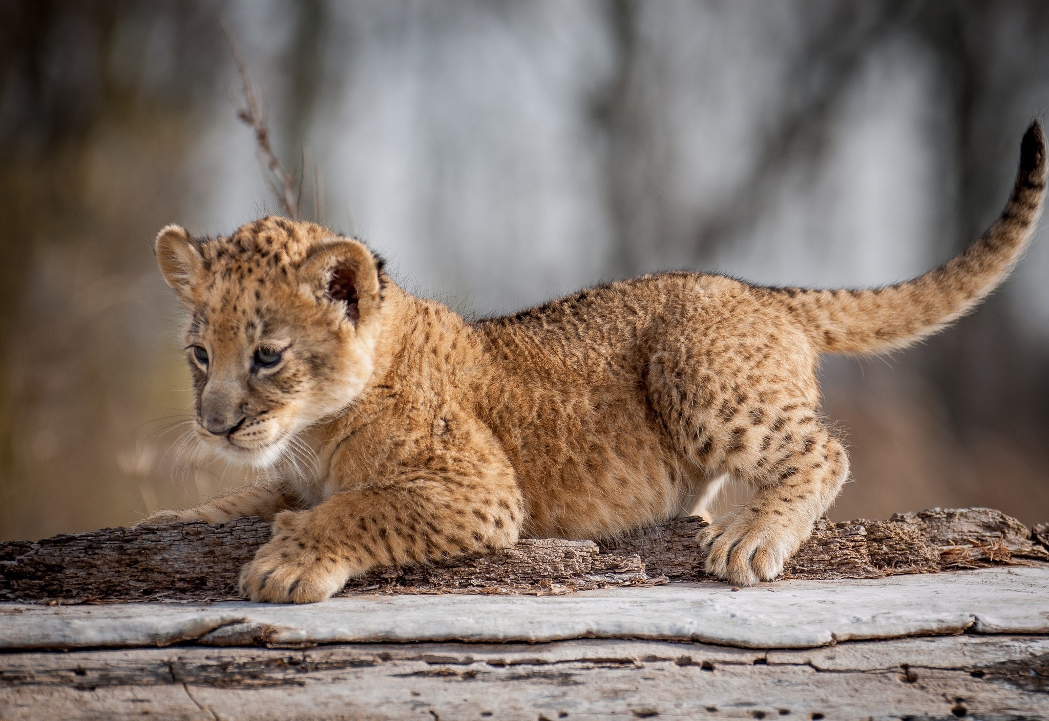 Curious baby lion cubs, Majestic feline, Tiny royalty, Endearing playfulness, 2050x1410 HD Desktop