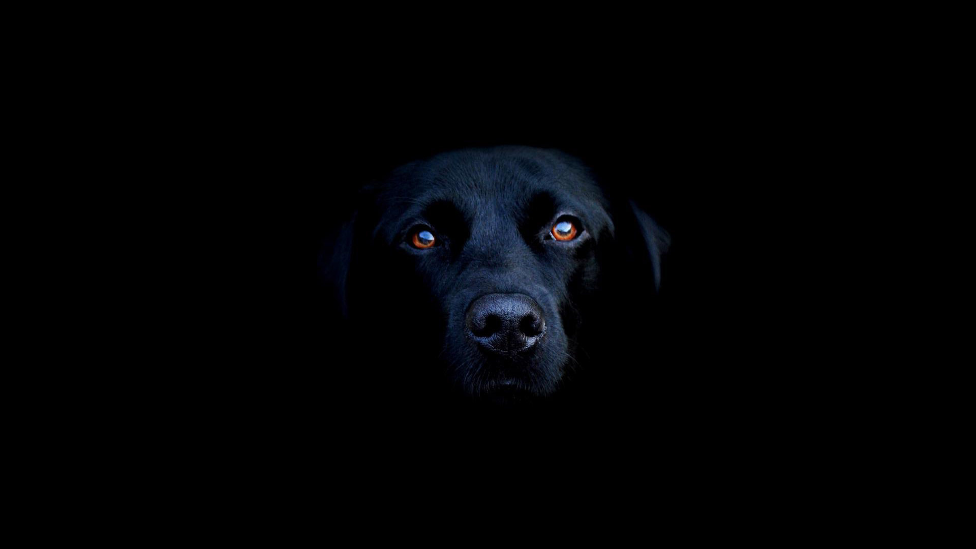 Black labrador charm, Wallpaper wonder, Canine beauty, Mesmerizing images, 1920x1080 Full HD Desktop