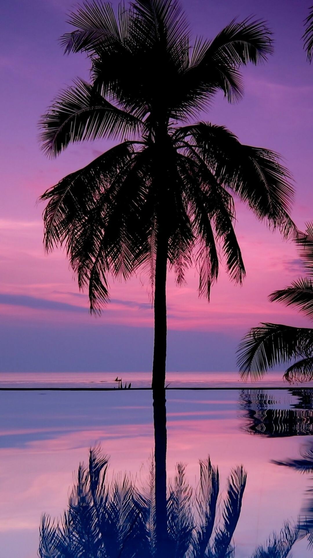 Palm Tree: Trees closely identified with tropical locations. 1080x1920 Full HD Background.