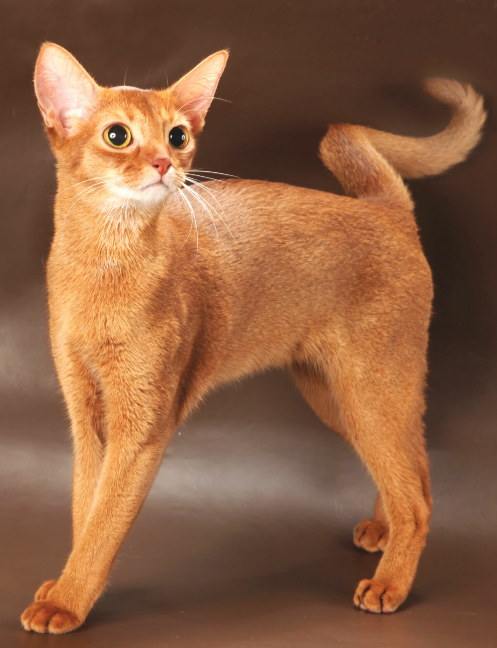 Abyssinian: Ranked in 2016 among the top five most popular breeds by The Cat Fancier Association and The International Cat Association. 1700x2220 HD Wallpaper.