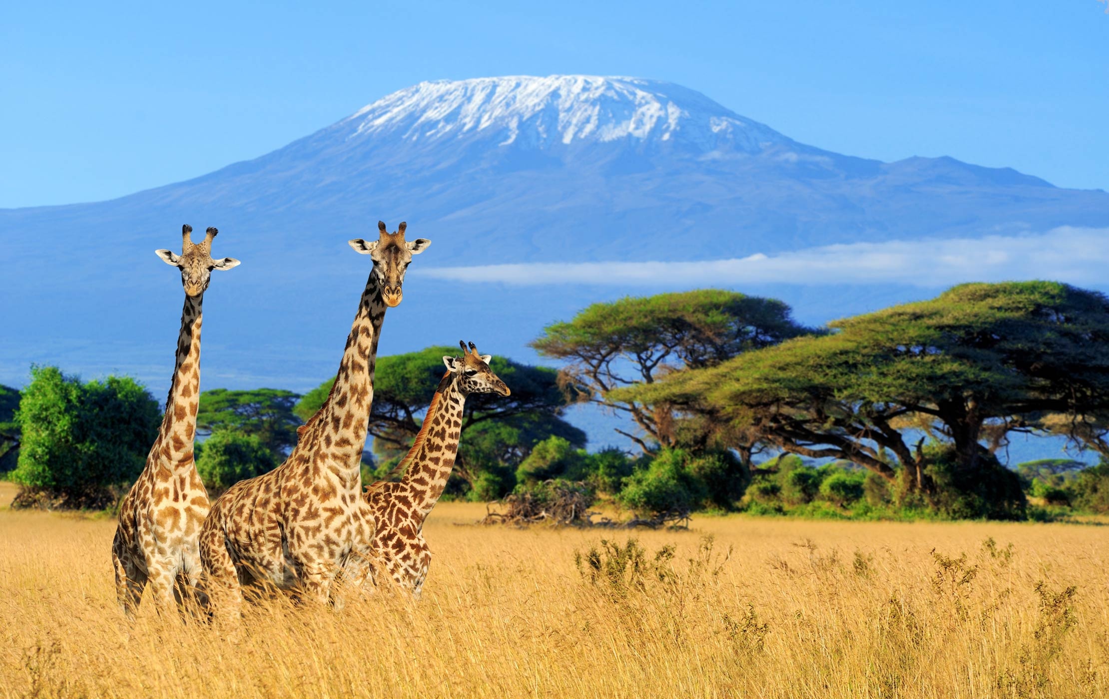 Mount Kilimanjaro, African destination, Micato Safaris, Majestic peak, 2220x1400 HD Desktop