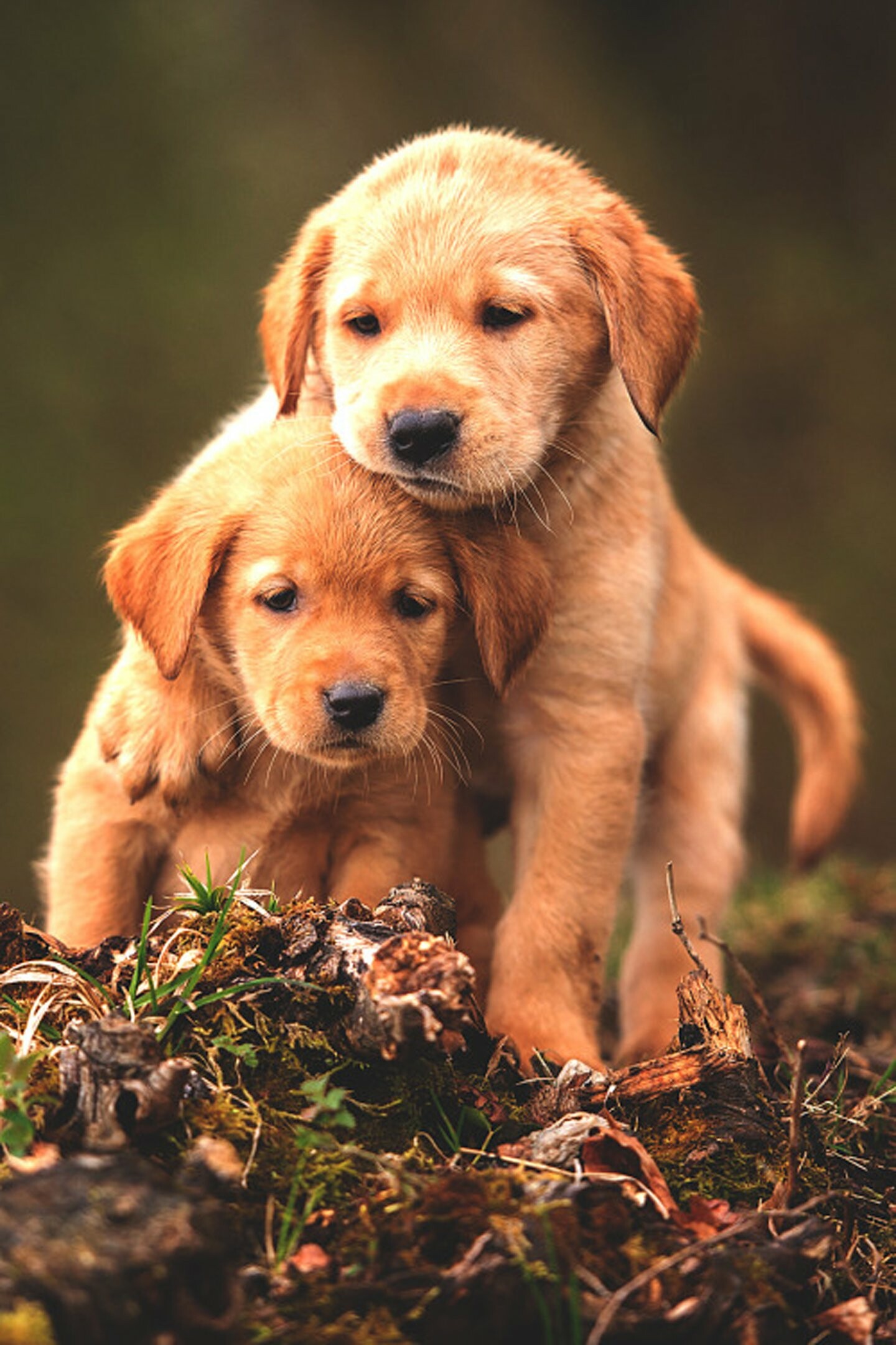 Labrador Retriever: Cute baby animals, Dogs, Puppies, Companion dog. 1440x2160 HD Wallpaper.