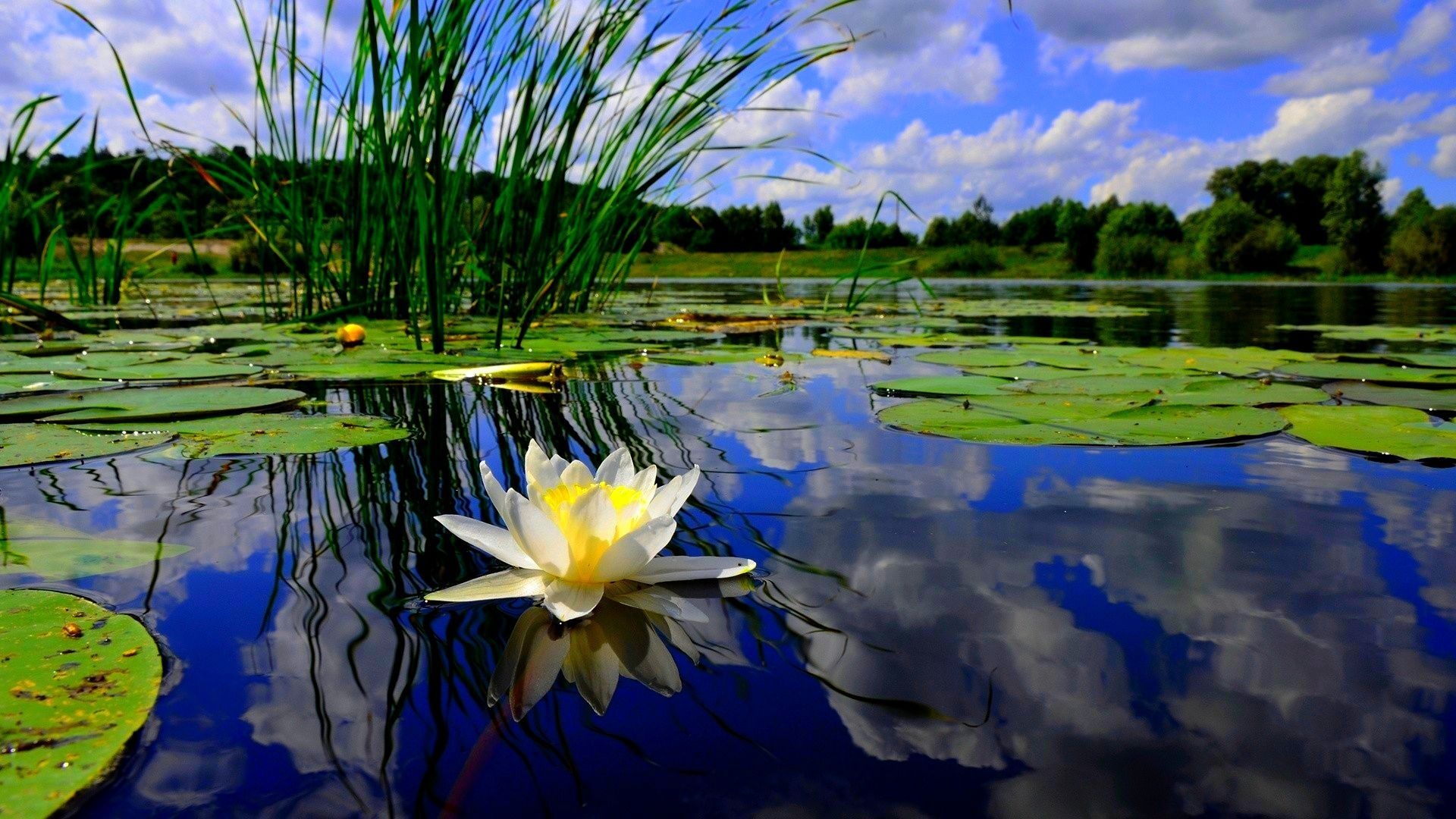 Nature, lily pond, Lily Pad, 4K, 1920x1080 Full HD Desktop