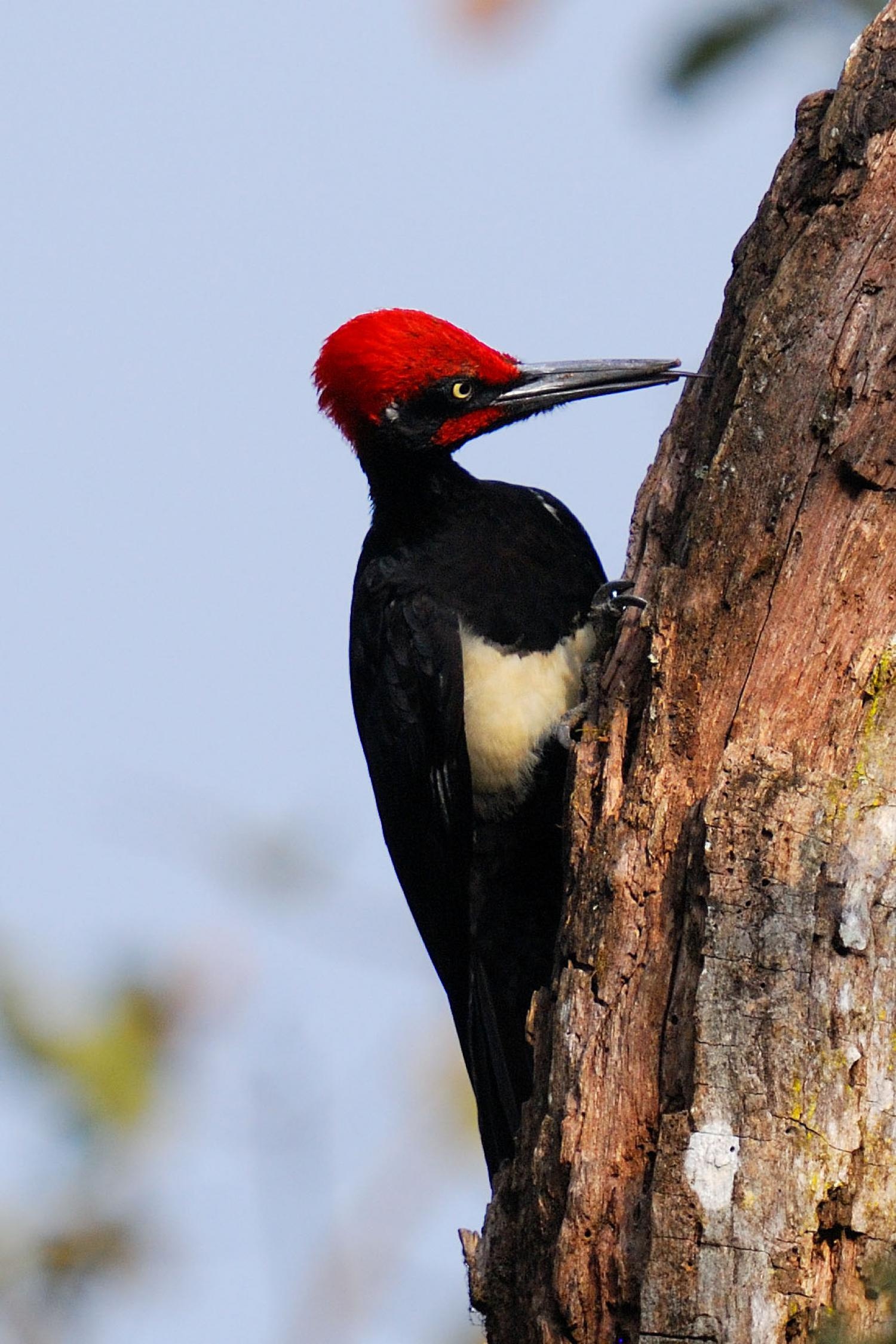 White bellied woodpecker, Dryocopus javensis, Bird in focus, Nature's delight, 1500x2250 HD Phone