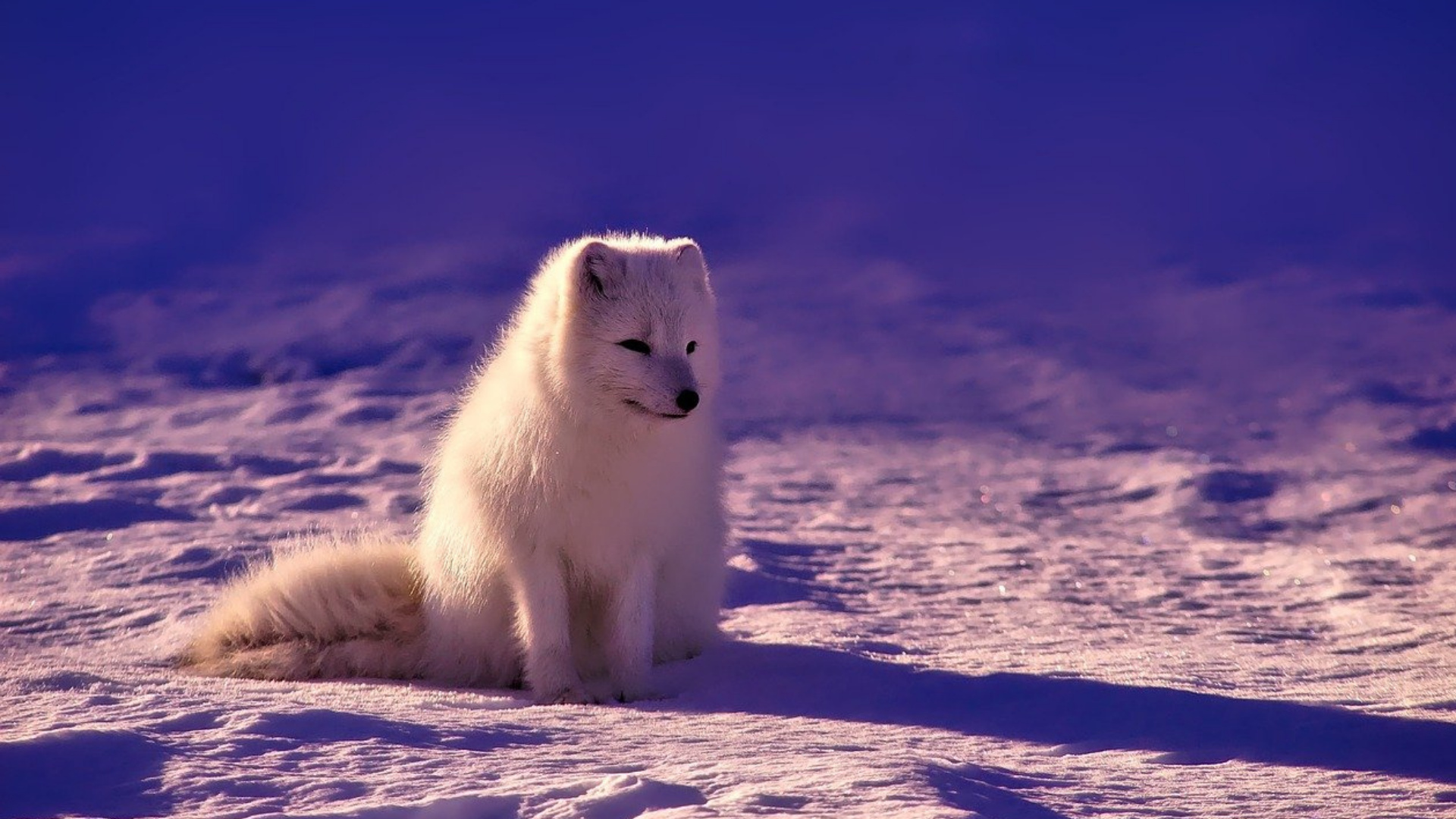 Norway fox wallpaper, Arctic wildlife, Nature's glory, Majestic imagery, 1920x1080 Full HD Desktop