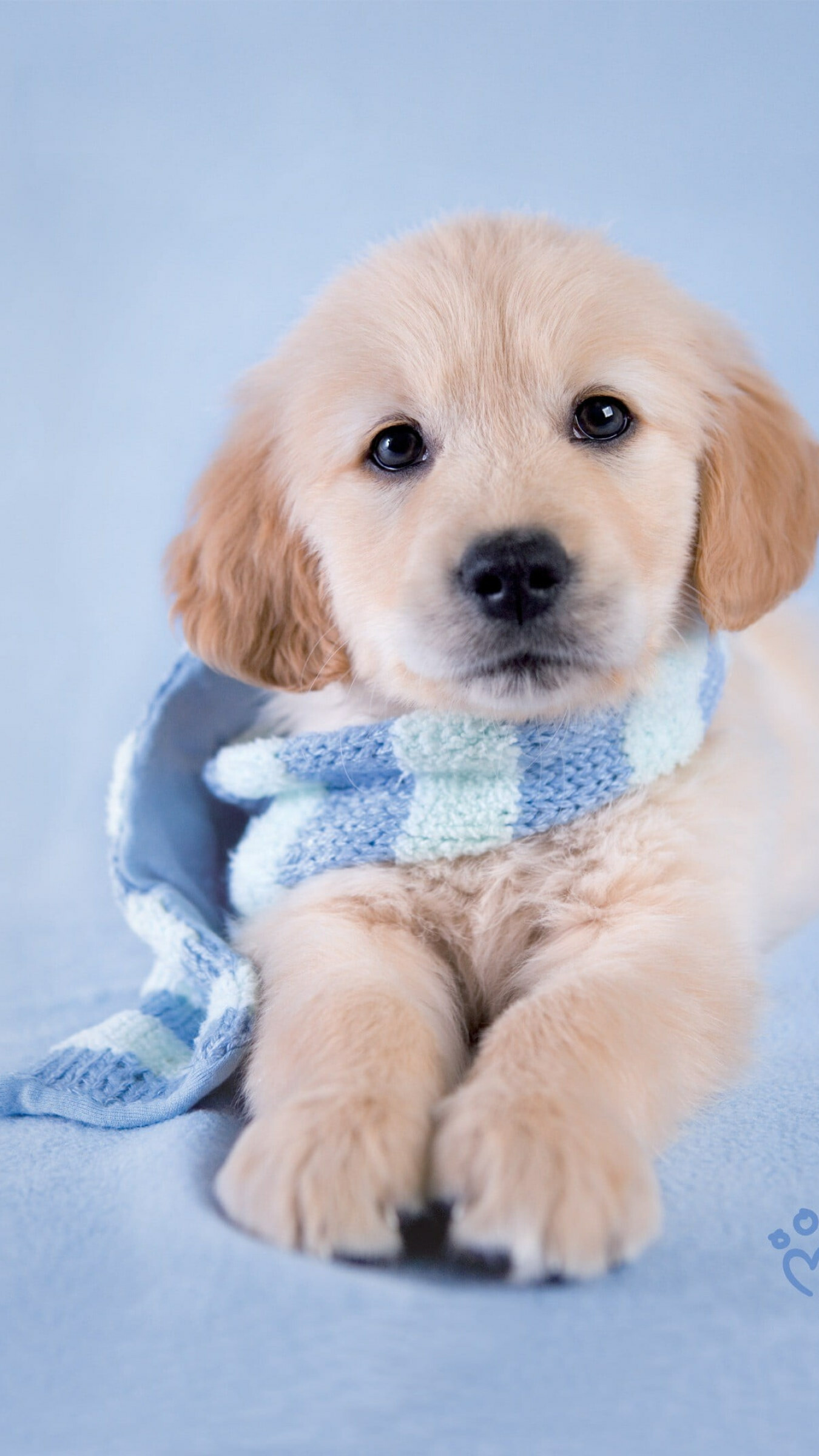 Dog: Golden Retriever, Breed, Puppy, Canine, Pets. 1350x2400 HD Wallpaper.