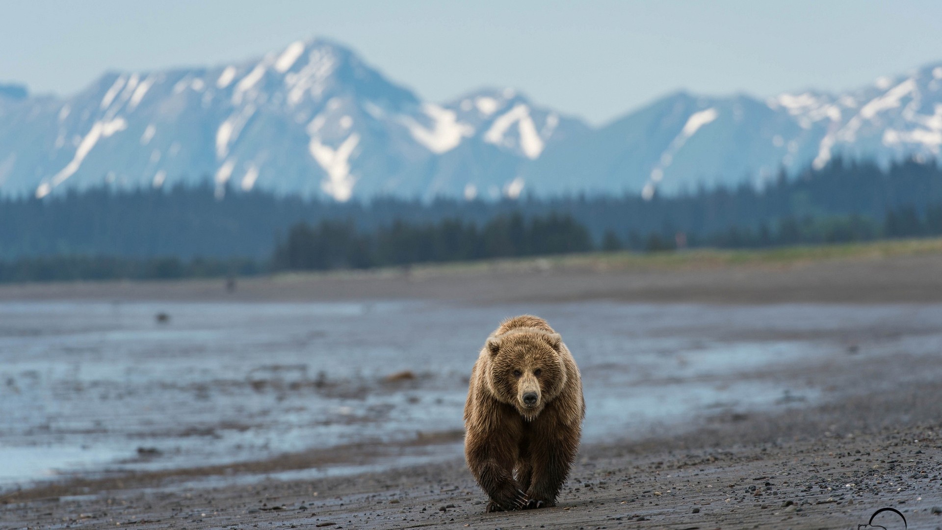 Grizzly Bear, Majestic wildlife, Natural habitat, Powerful creature, 1920x1080 Full HD Desktop