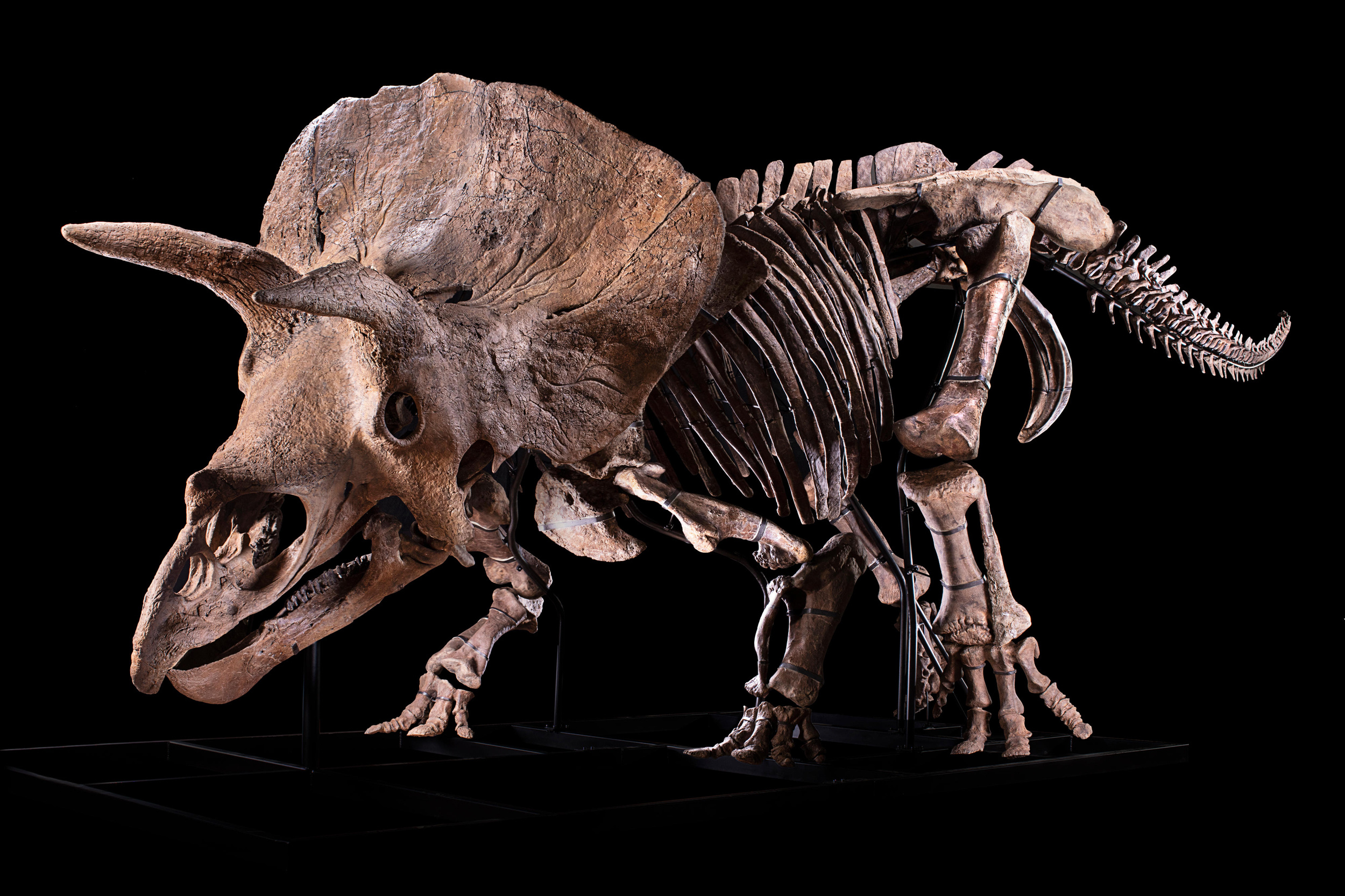 Triceratops, Skull battle scars, Ancient combat, Fossil evidence, 2500x1670 HD Desktop