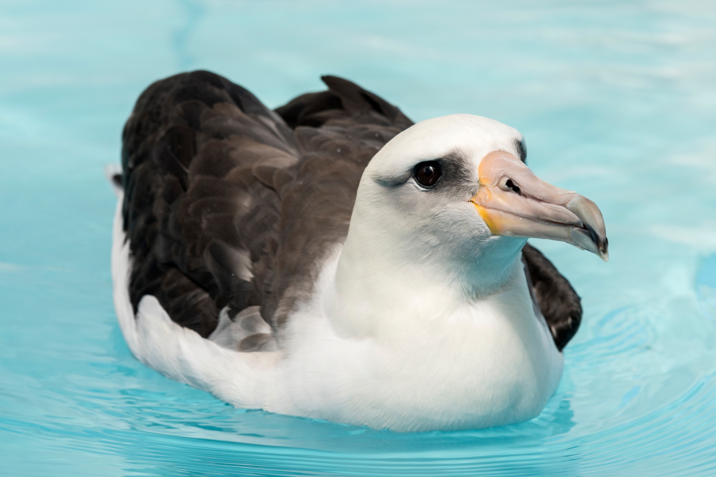 Monterey Bay's albatross, Endearing wildlife encounter, Coastal sanctuary, Marine marvel, 2400x1600 HD Desktop