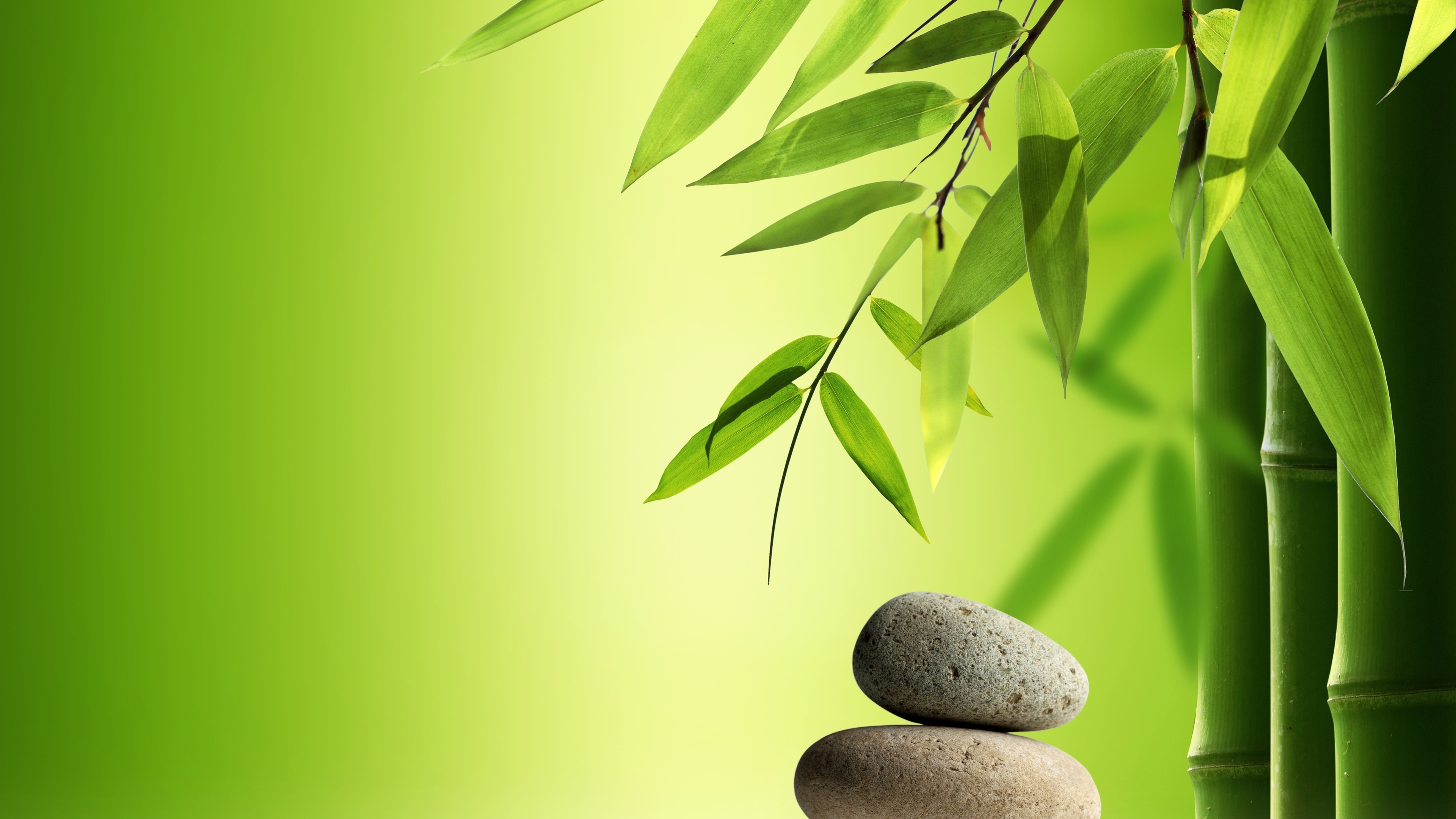 Bamboo: Plant which strength is generally similar to a strong softwood or hardwood timber. 3840x2160 4K Wallpaper.