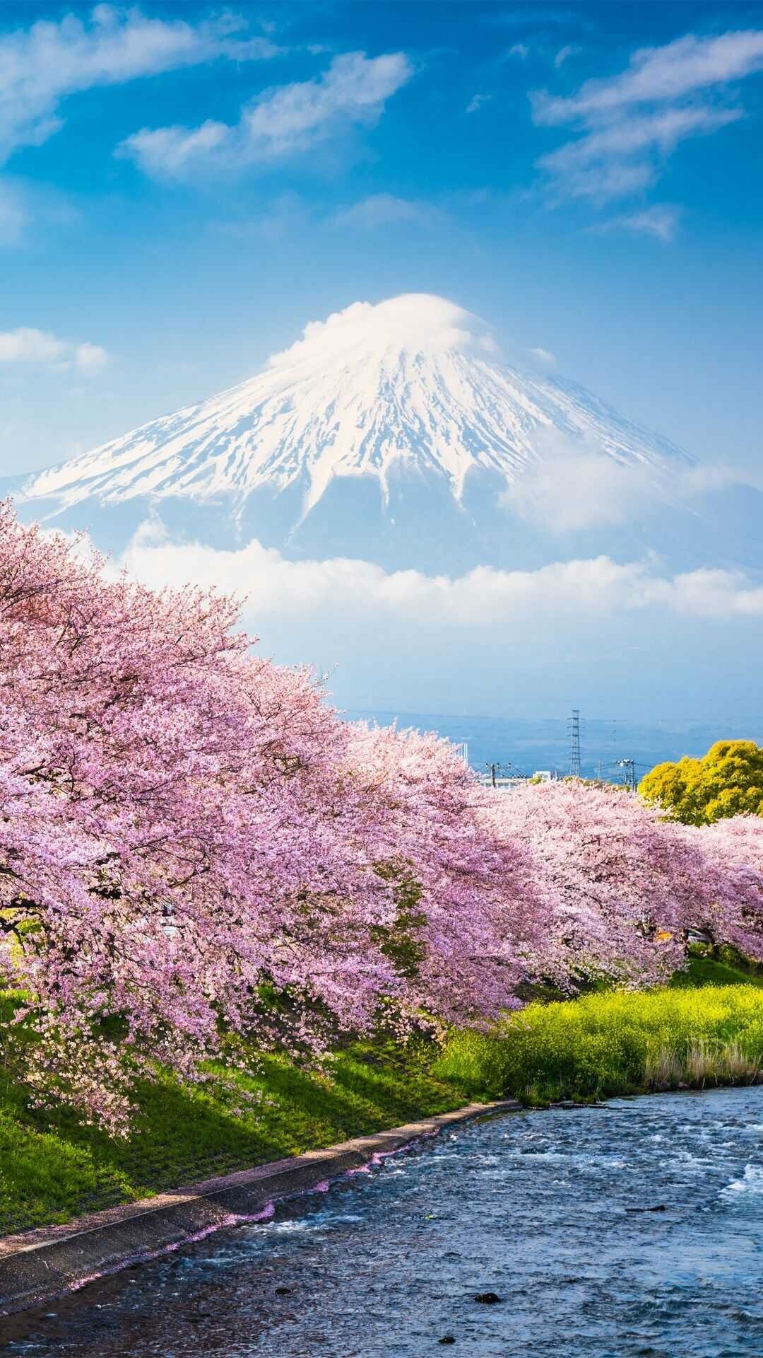Japan: Mount Fuji, country's tallest mountain and active volcano, Sakura. 1080x1920 Full HD Background.