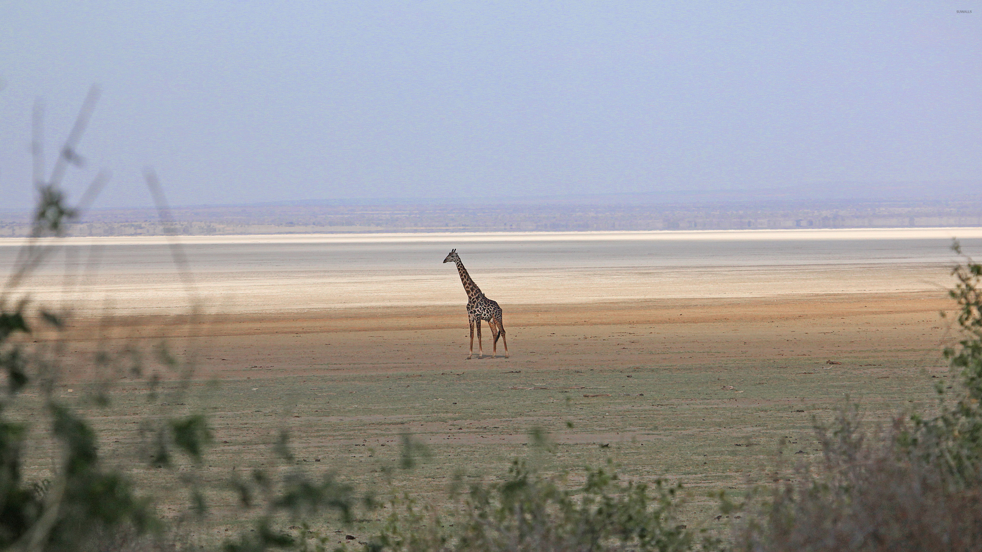 Giraffe: Usually inhabits savannahs and woodlands, Terrestrial animal. 3840x2160 4K Background.