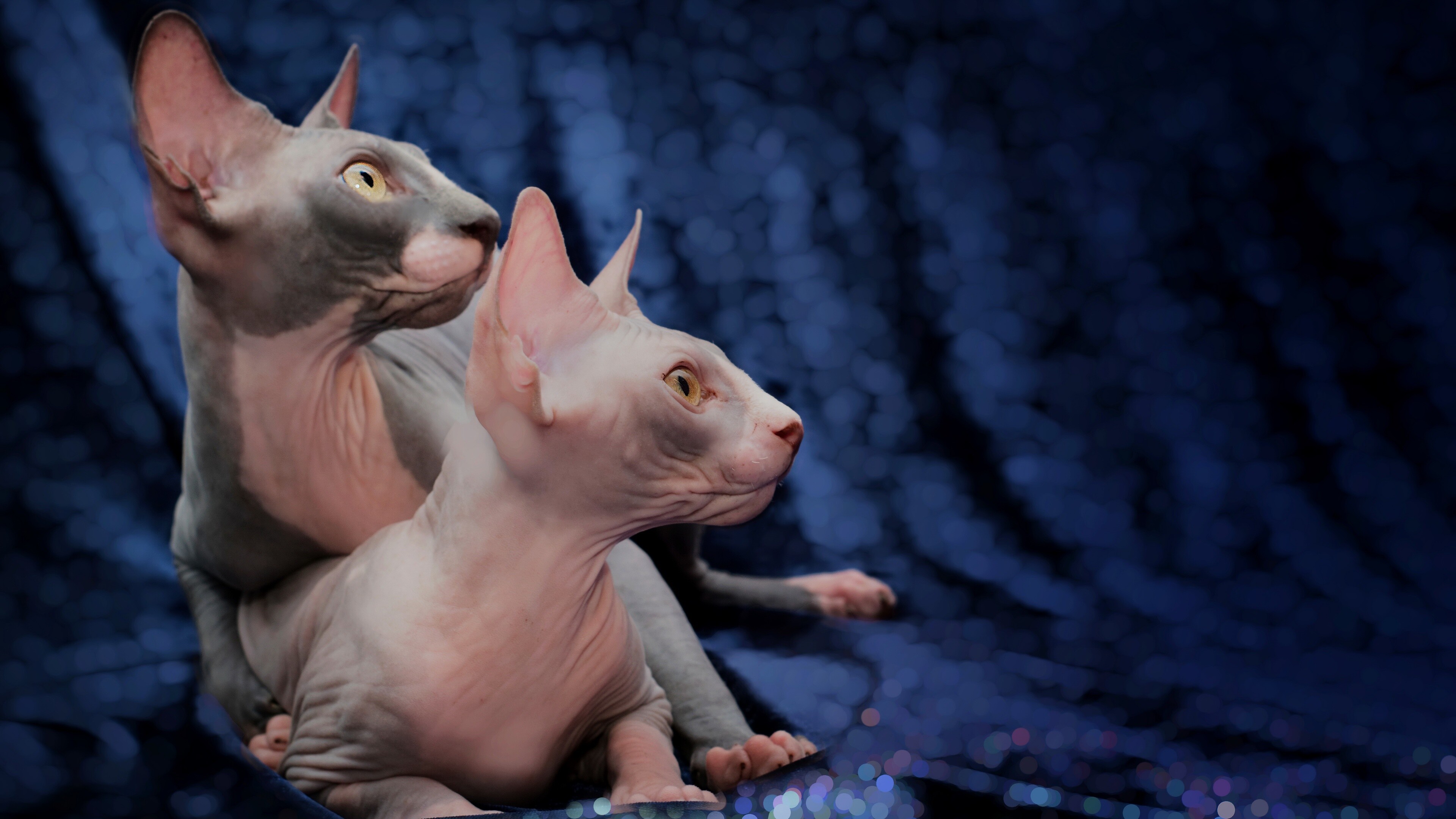 Sphynx: According to breed standards, the skin should have the texture of chamois leather, as it has fine hairs, or the cat may be completely hairless. 3840x2160 4K Wallpaper.