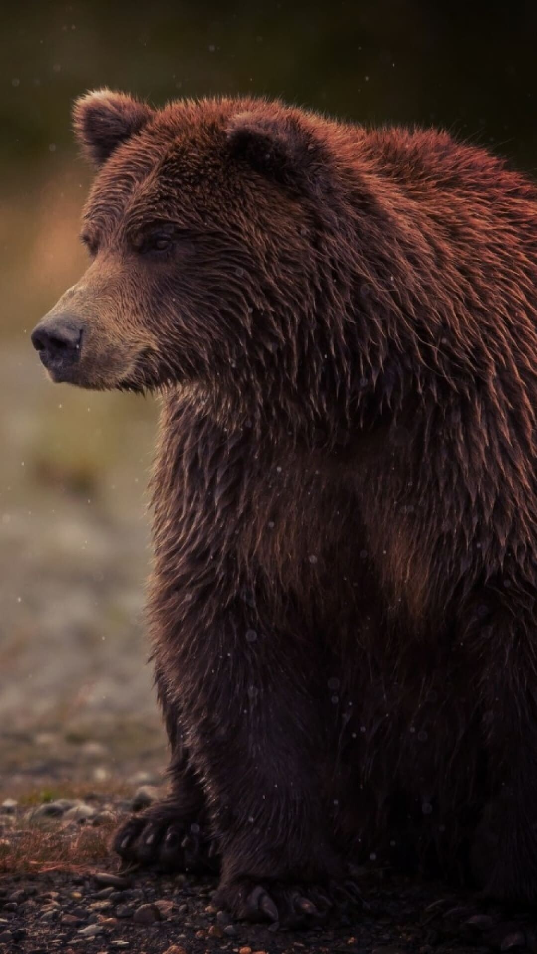 Bear: One of the most intelligent land animals in North America. 1080x1920 Full HD Wallpaper.
