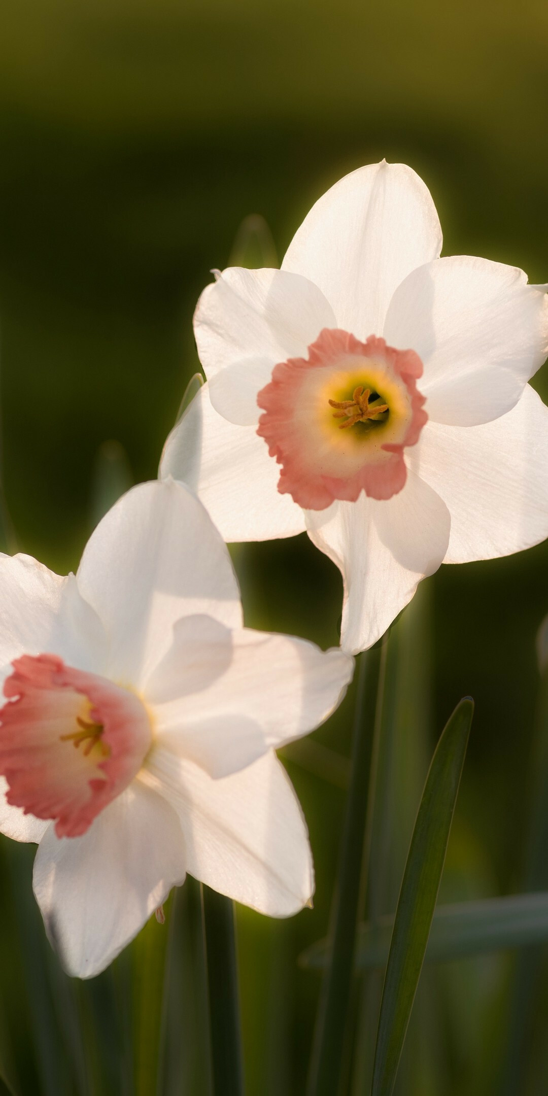 Daffodil: The national flower of Wales, Terrestrial plant. 1080x2160 HD Wallpaper.