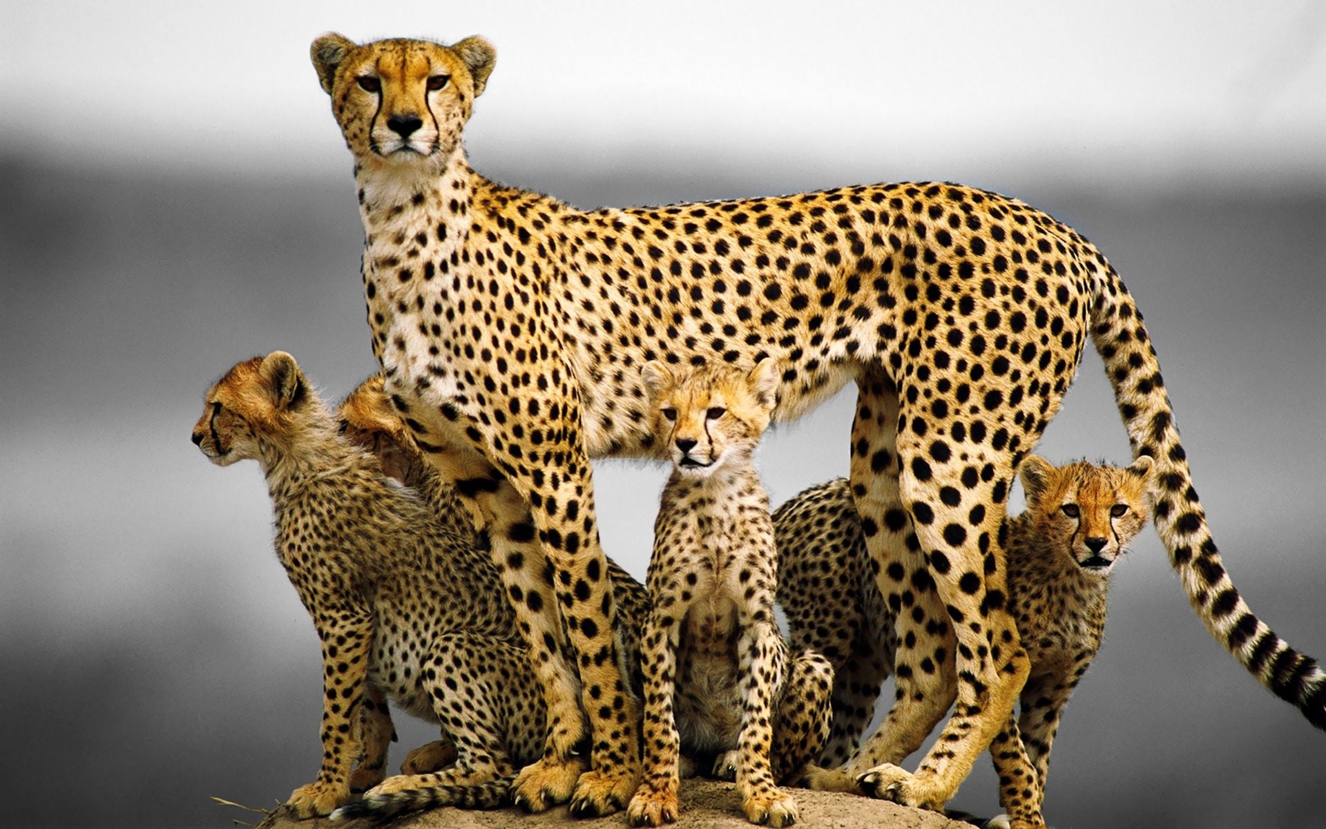 Cheetah animal family, Affectionate bond, Loving interaction, Heartwarming scene, 1920x1200 HD Desktop
