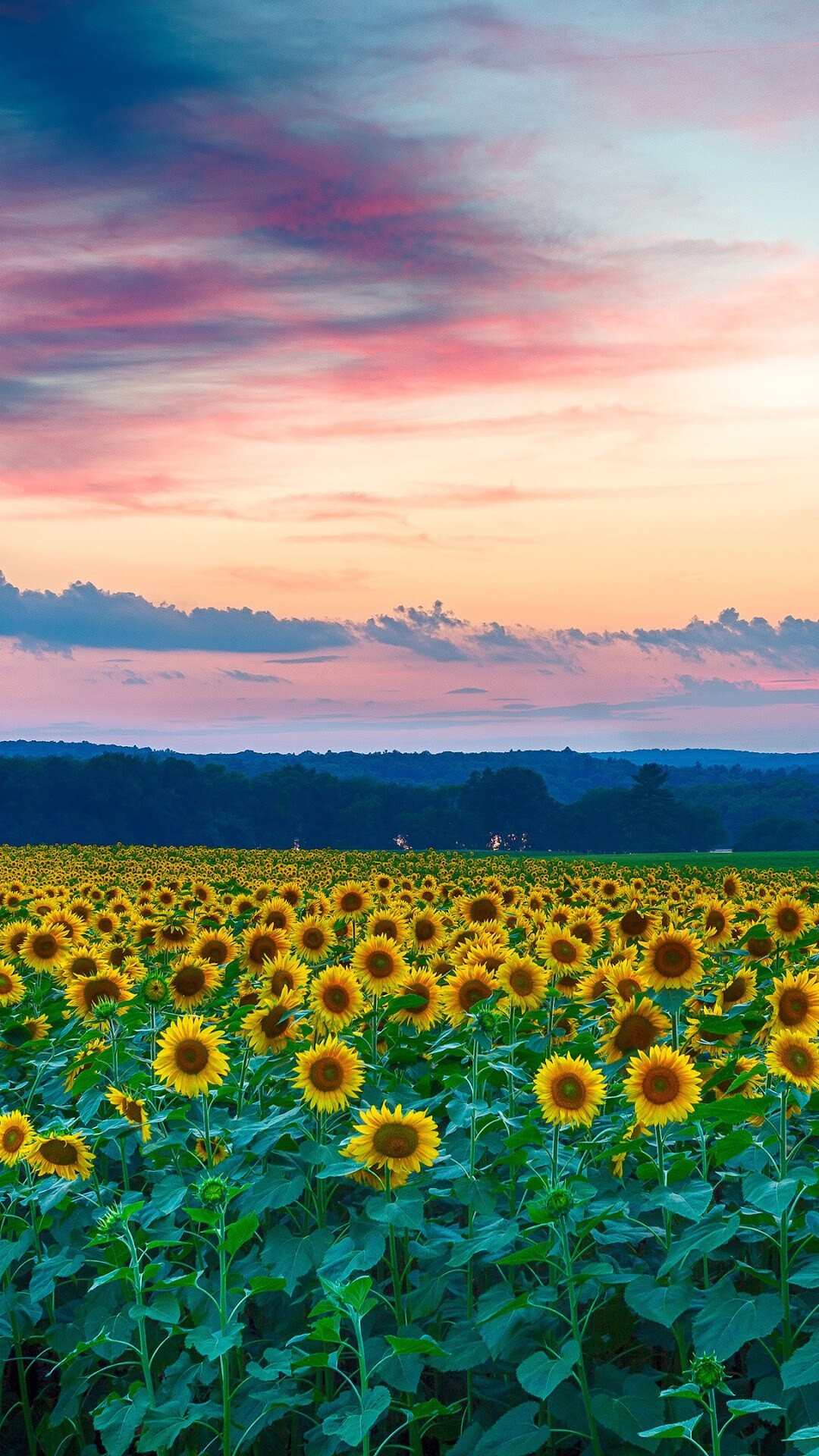 Sunflower: Sunflowers, Flower, Field, Landscape, Scenery. 1080x1920 Full HD Wallpaper.