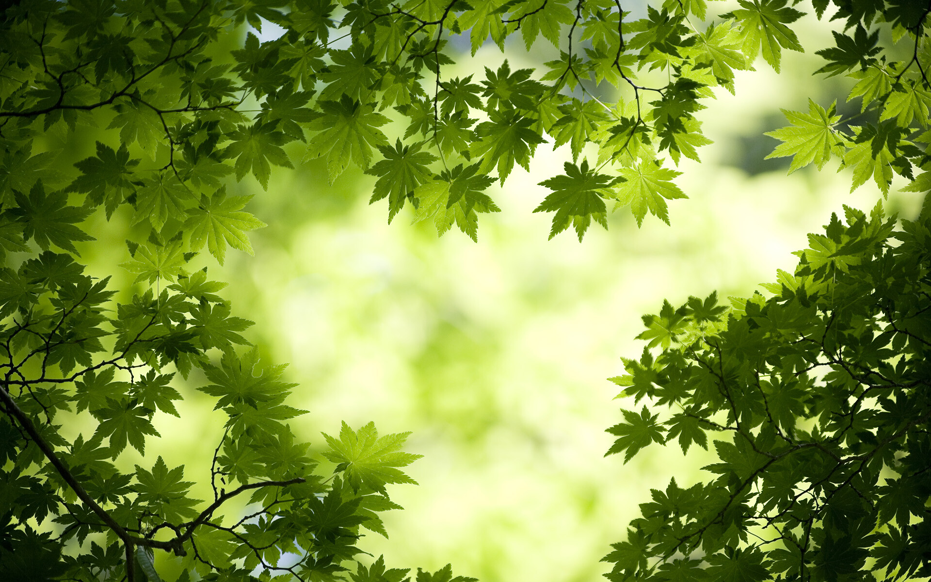 Leaves: Maple, Light shining through blurred green foliage. 1920x1200 HD Wallpaper.