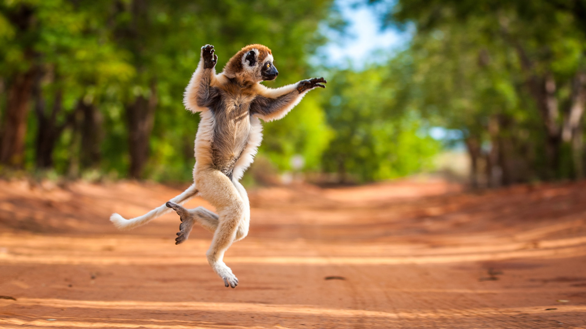 Madagascar Movie, Animated Adventure, Hilarious Characters, Fun-Filled Journey, 1920x1080 Full HD Desktop