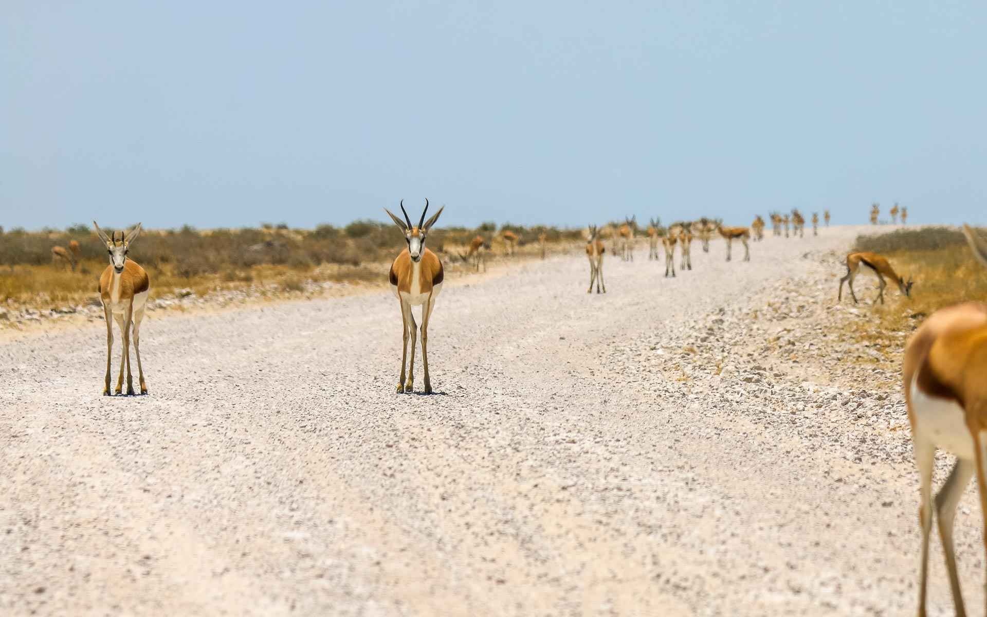 Etosha National Park, Namibia road trip, Travellers insight, Tips, 1920x1200 HD Desktop