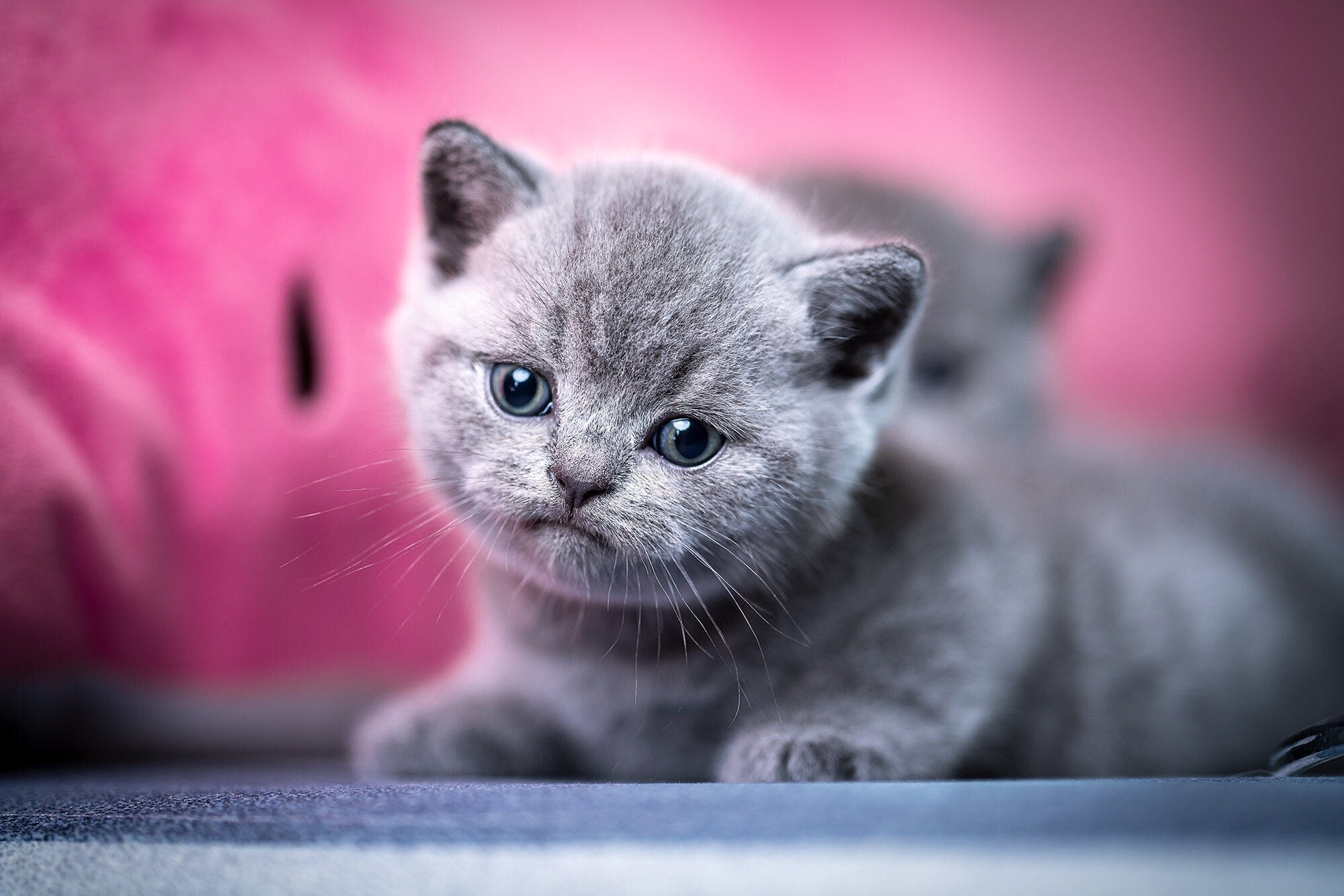 Kitten: Baby cat, British Shorthair. 2000x1340 HD Wallpaper.