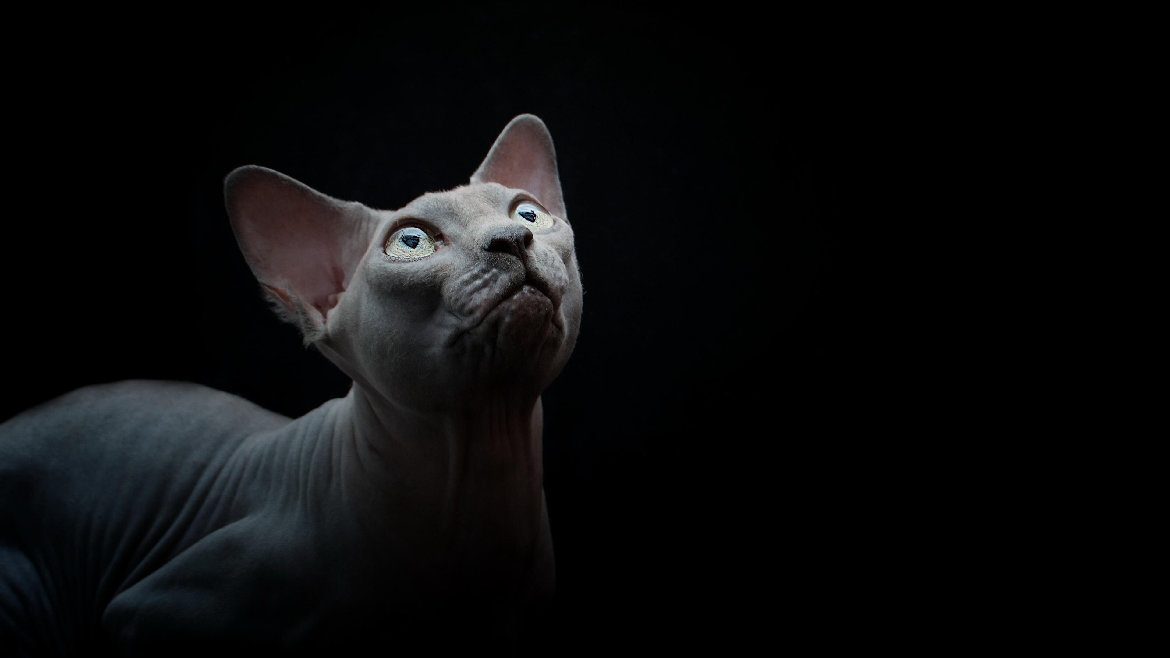 Sphynx: A breed of cat known for its lack of fur. 3840x2160 4K Wallpaper.