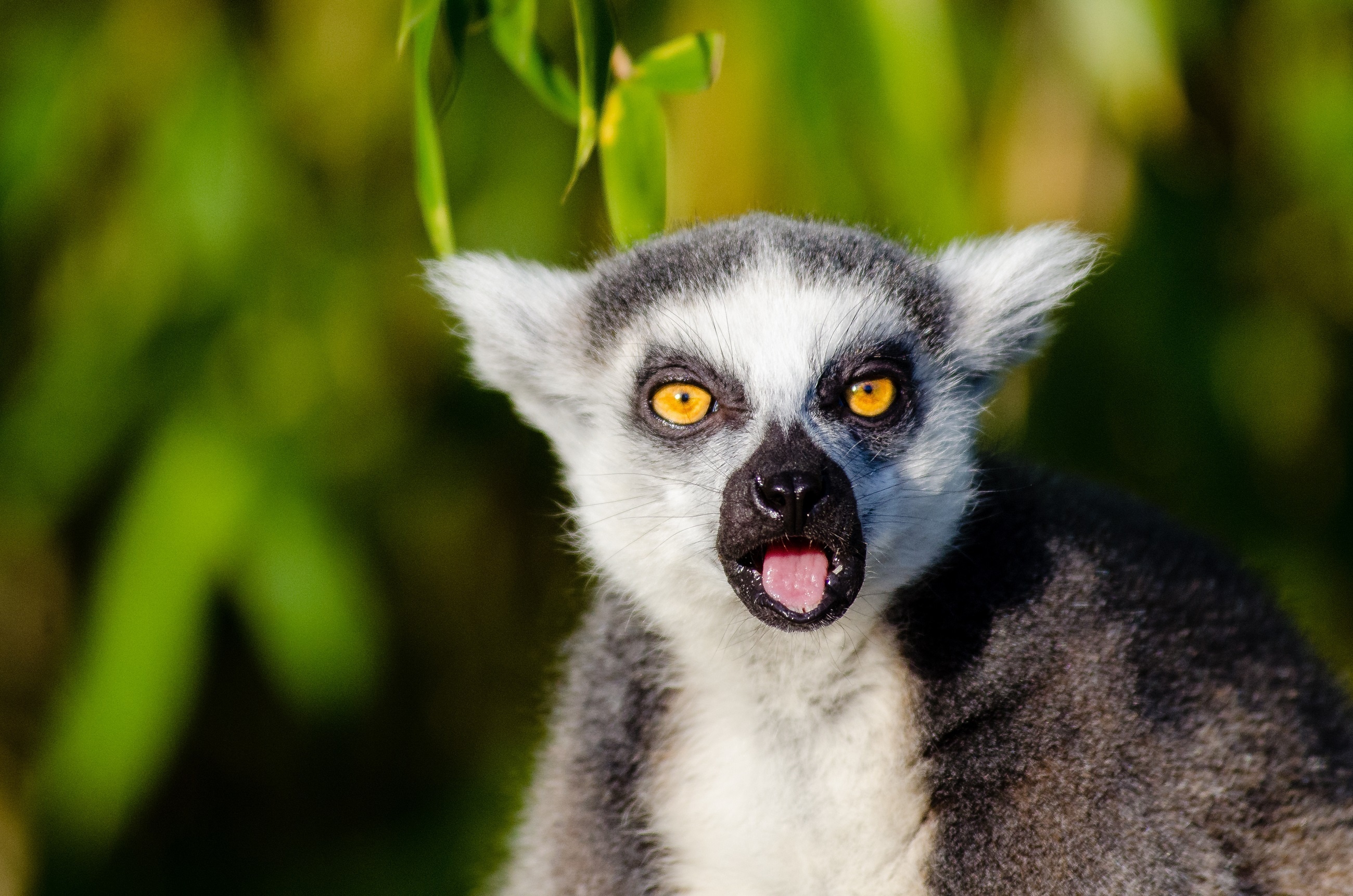 Wild lemur in jungle, Lemur in nature, Animal photography, Wildlife, 2600x1730 HD Desktop