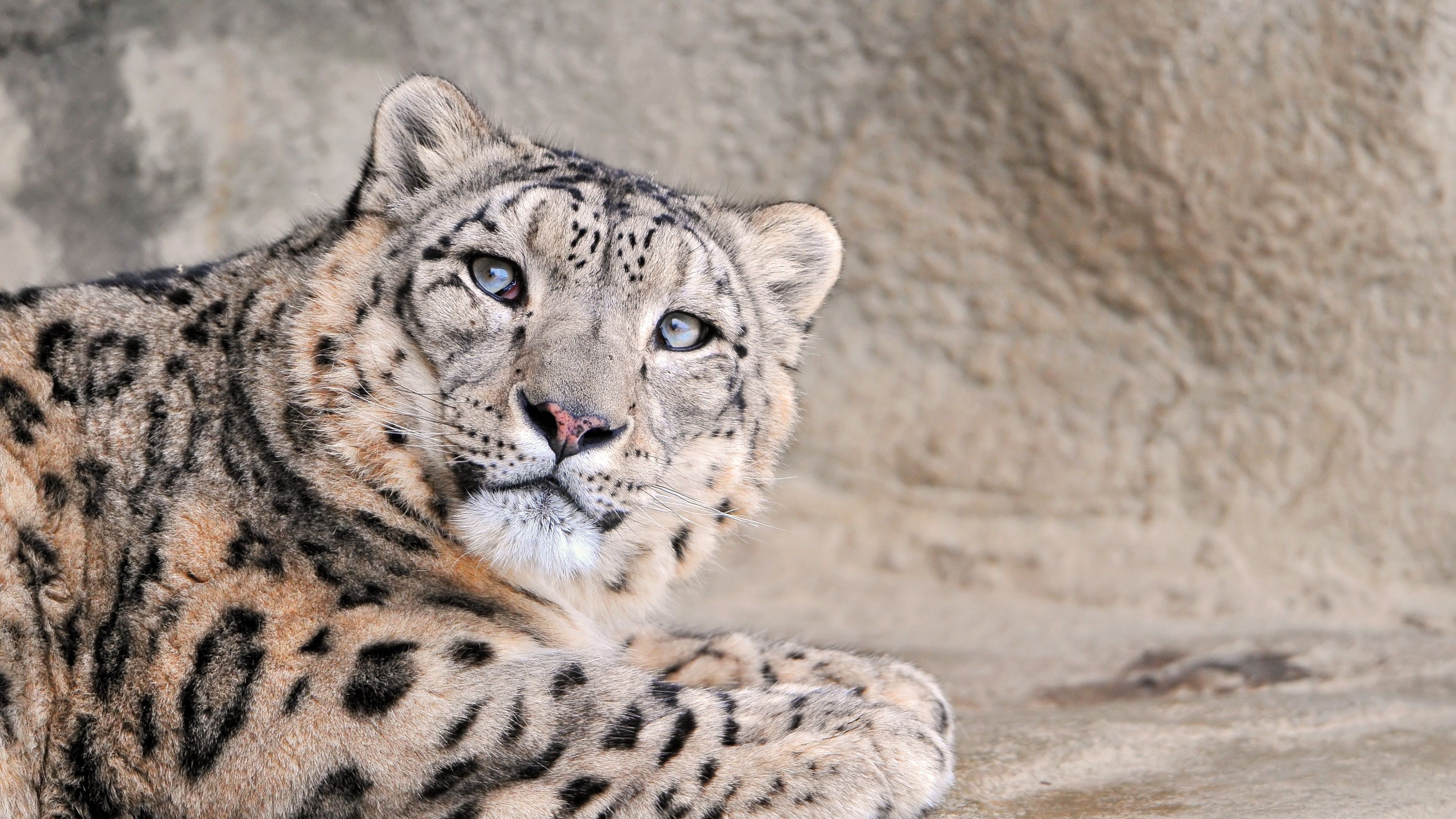 Leopard, National Geographic, Rock 29312, Wild animal beauty, 3840x2160 4K Desktop