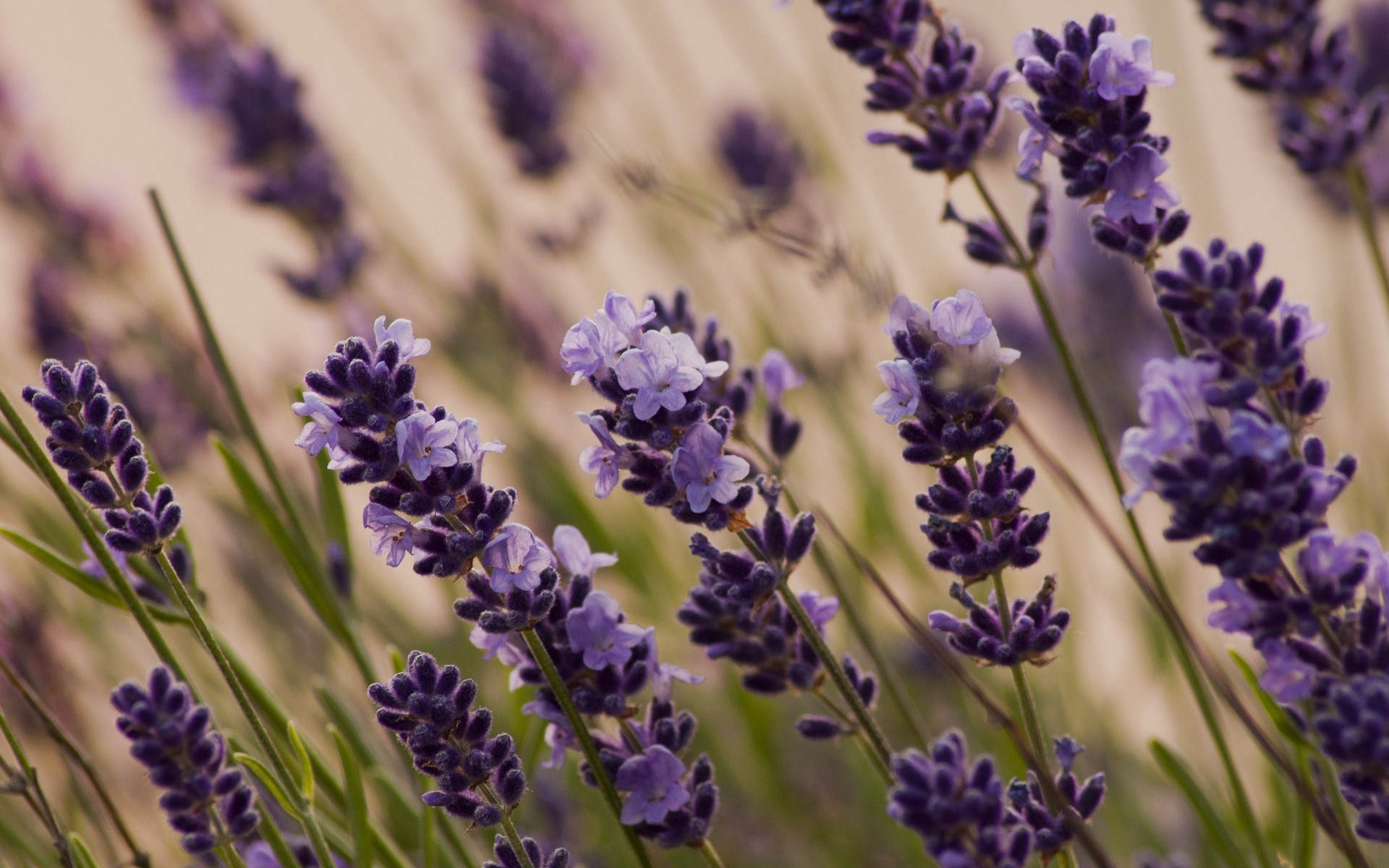 Lavender flowers, Nature's beauty, Purple hues, Tranquil scenery, 1920x1200 HD Desktop