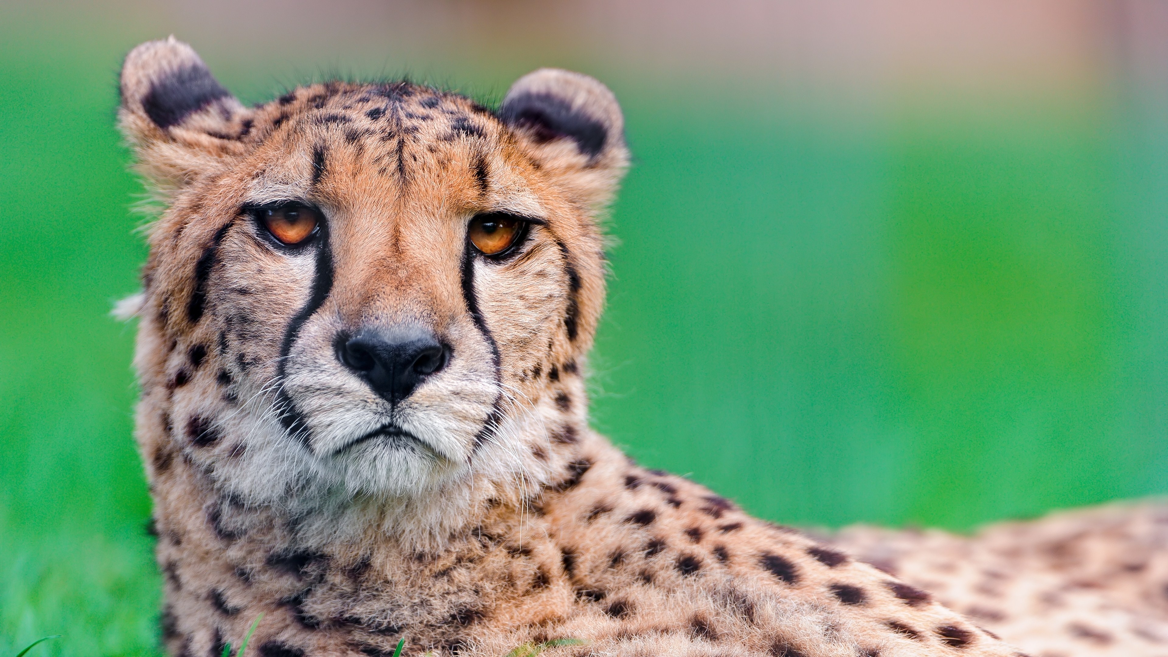 Elegant cheetah, Majestic feline, Striking fur pattern, Natural habitat, 3840x2160 4K Desktop
