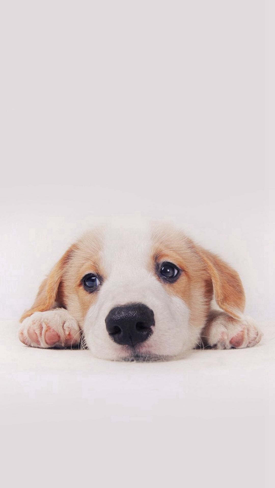 Cute dog phone wallpapers, Adorable backgrounds, Lovely pet, Picture-perfect, 1080x1920 Full HD Phone
