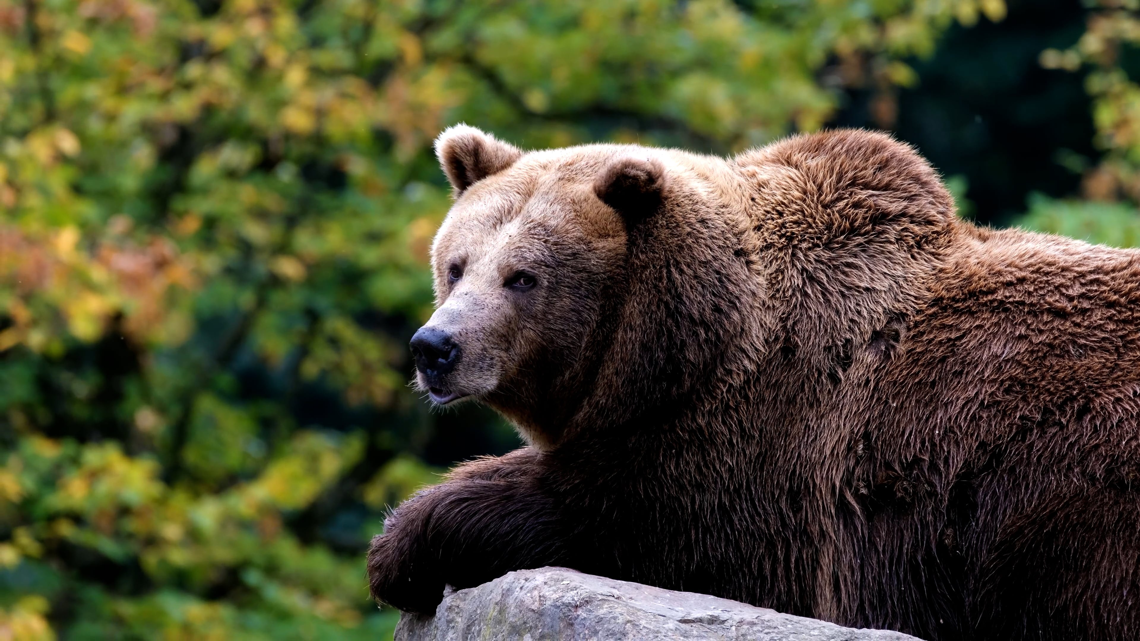 Bear in its natural habitat, Wildlife videography, Untamed wilderness, Majestic presence, 3840x2160 4K Desktop