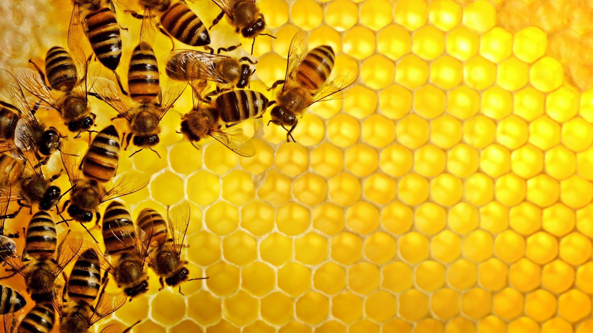 Beehive, bee desktop wallpapers, Nature, 1920x1080 Full HD Desktop