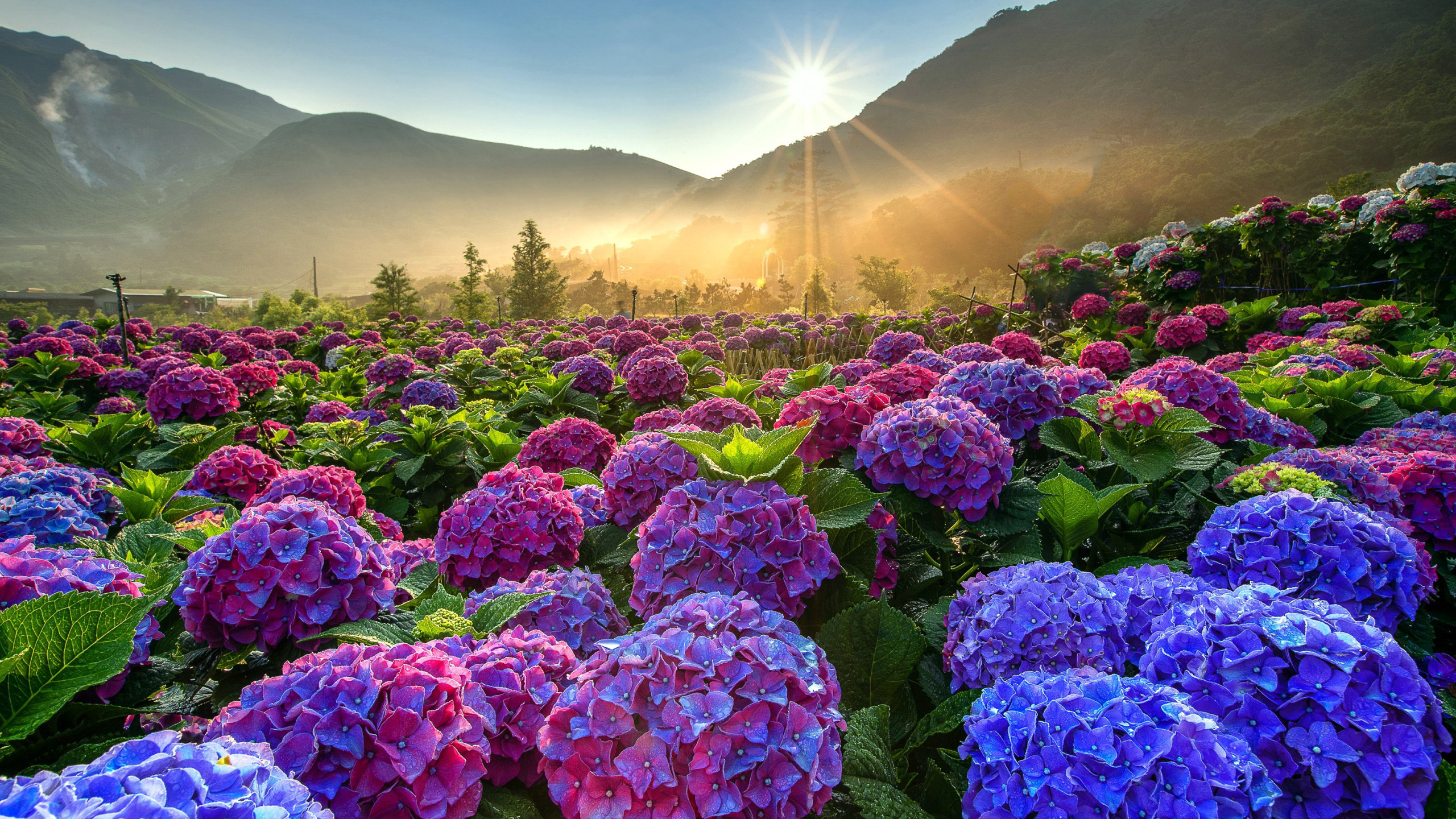 Hydrangea wallpaper, HD background image, Botanical paradise, Nature's allure, 2560x1440 HD Desktop