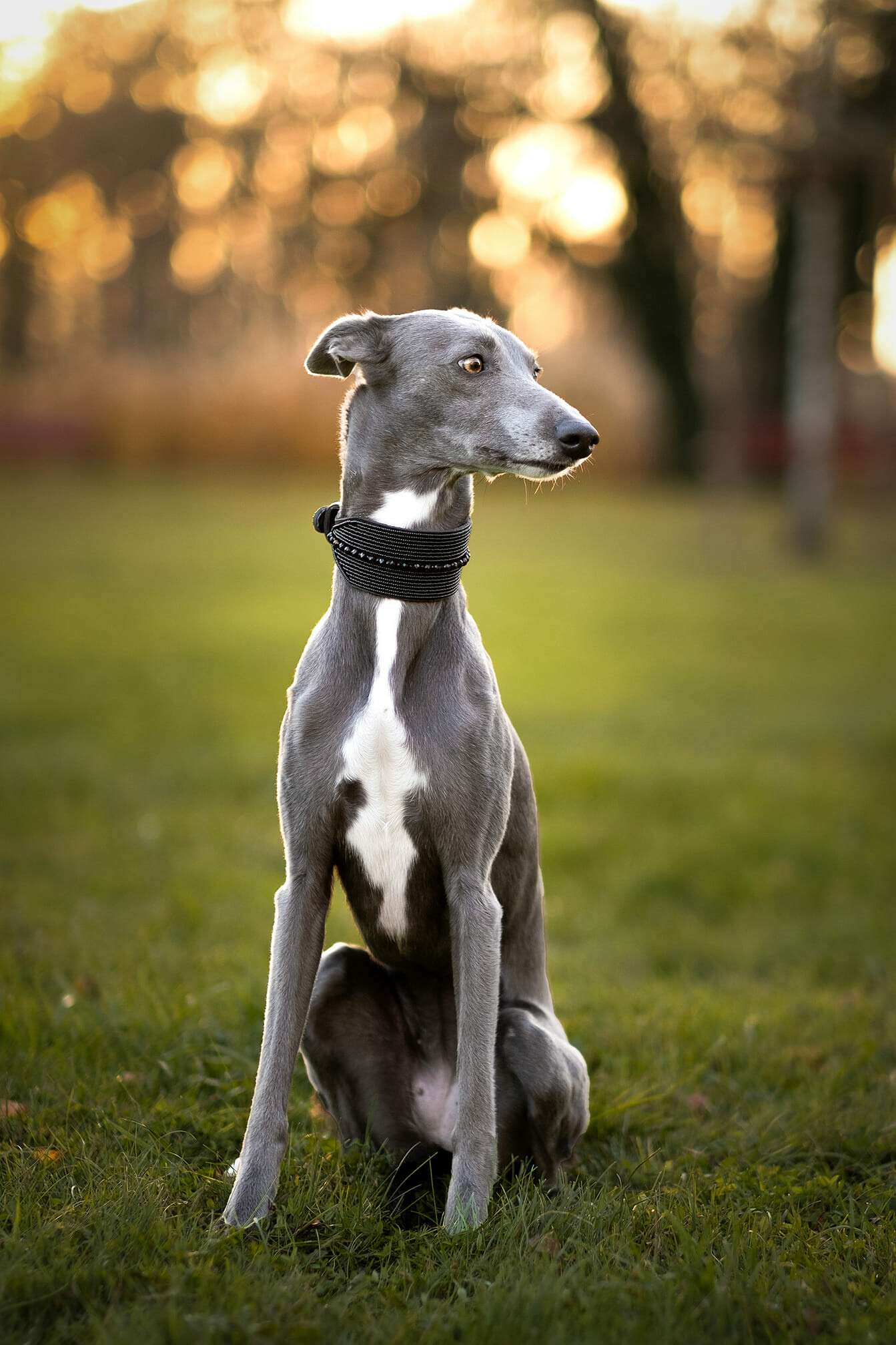 Whippet Dog: Today the breed competes in agility, flyball, lure coursing, rally, and obedience and is a loving therapy animal. 1350x2020 HD Wallpaper.