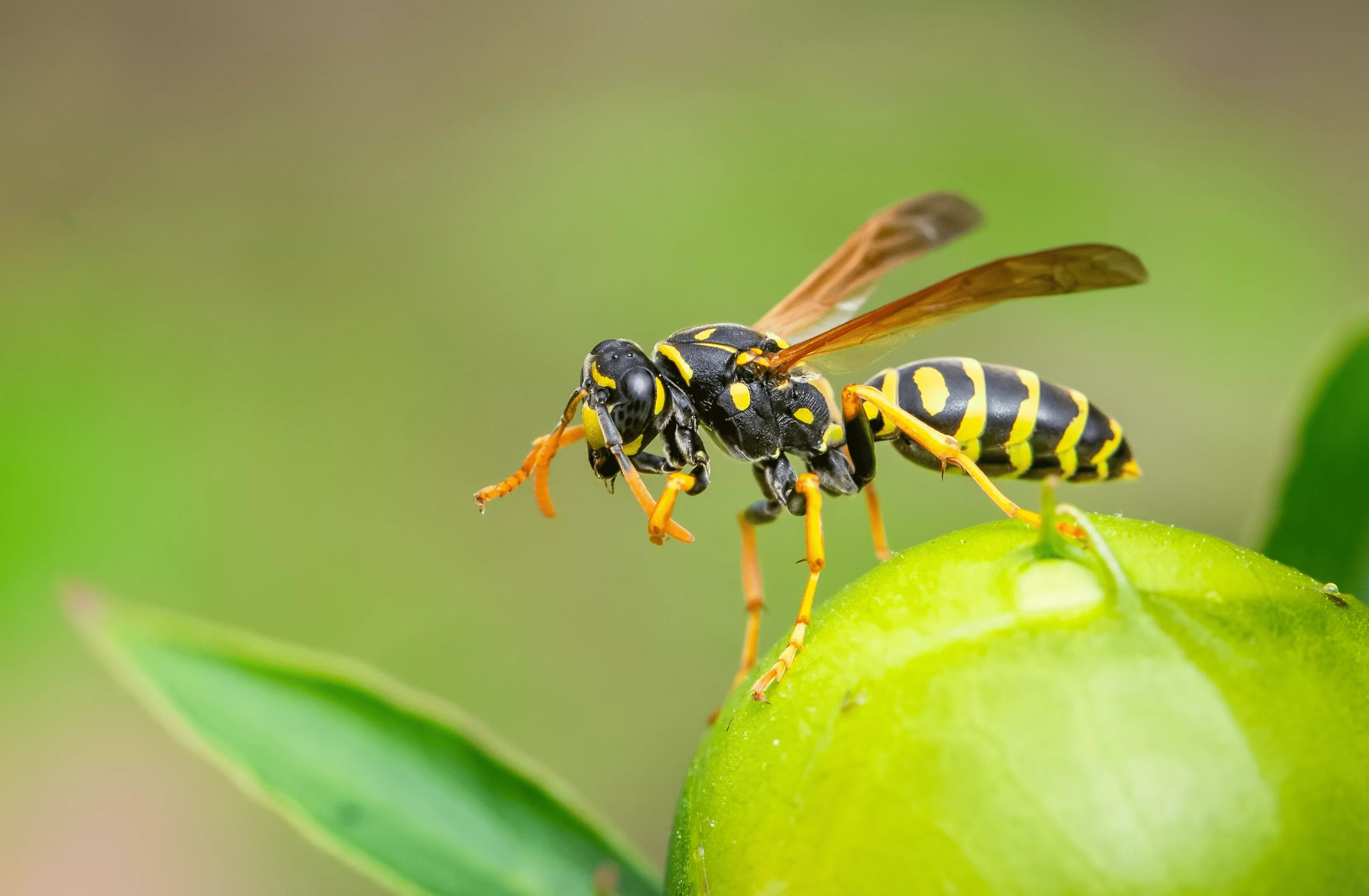 Wasp types, Wasp identification, Wasp characteristics, Invasive species, 3300x2160 HD Desktop