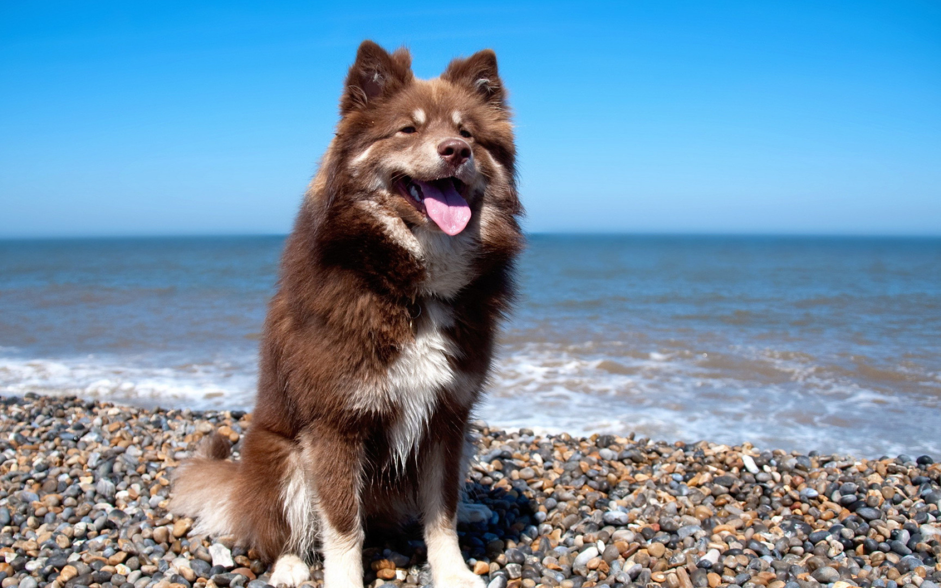 Dog on the beach wallpaper, Beachy background, Tropical escape, Sandy shores, 1920x1200 HD Desktop