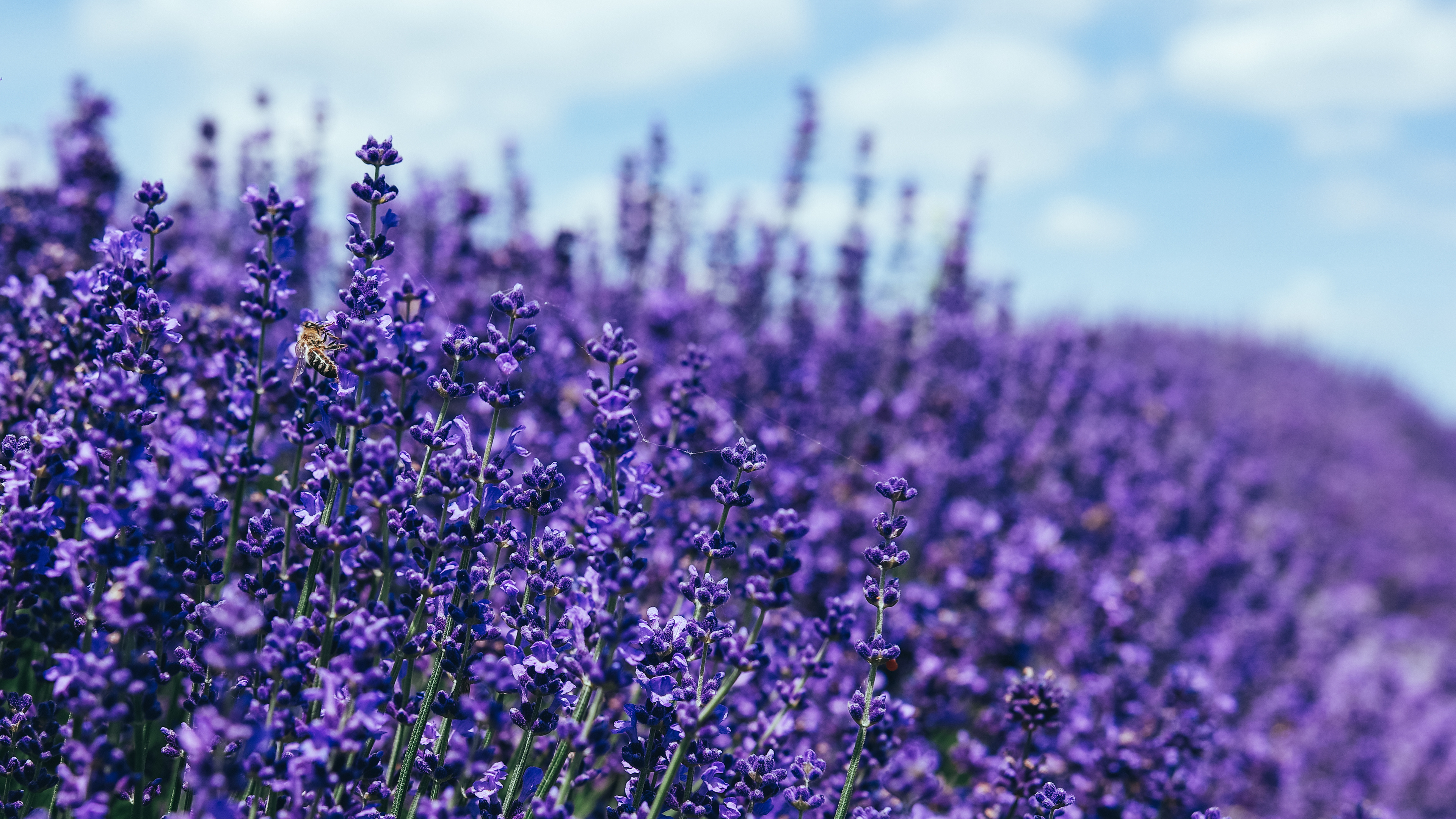 Lavender, 5k wallpapers, Stunning images, Natural beauty, 3840x2160 4K Desktop
