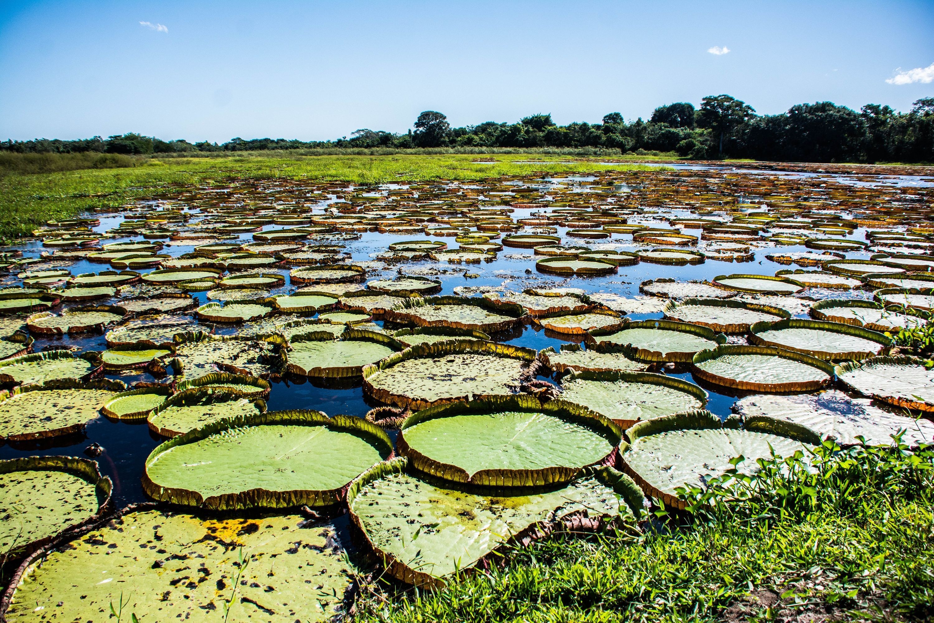Pantanal Matogrossense, Travels, pantanal w piguce, brazylijska amazonia, 3000x2000 HD Desktop