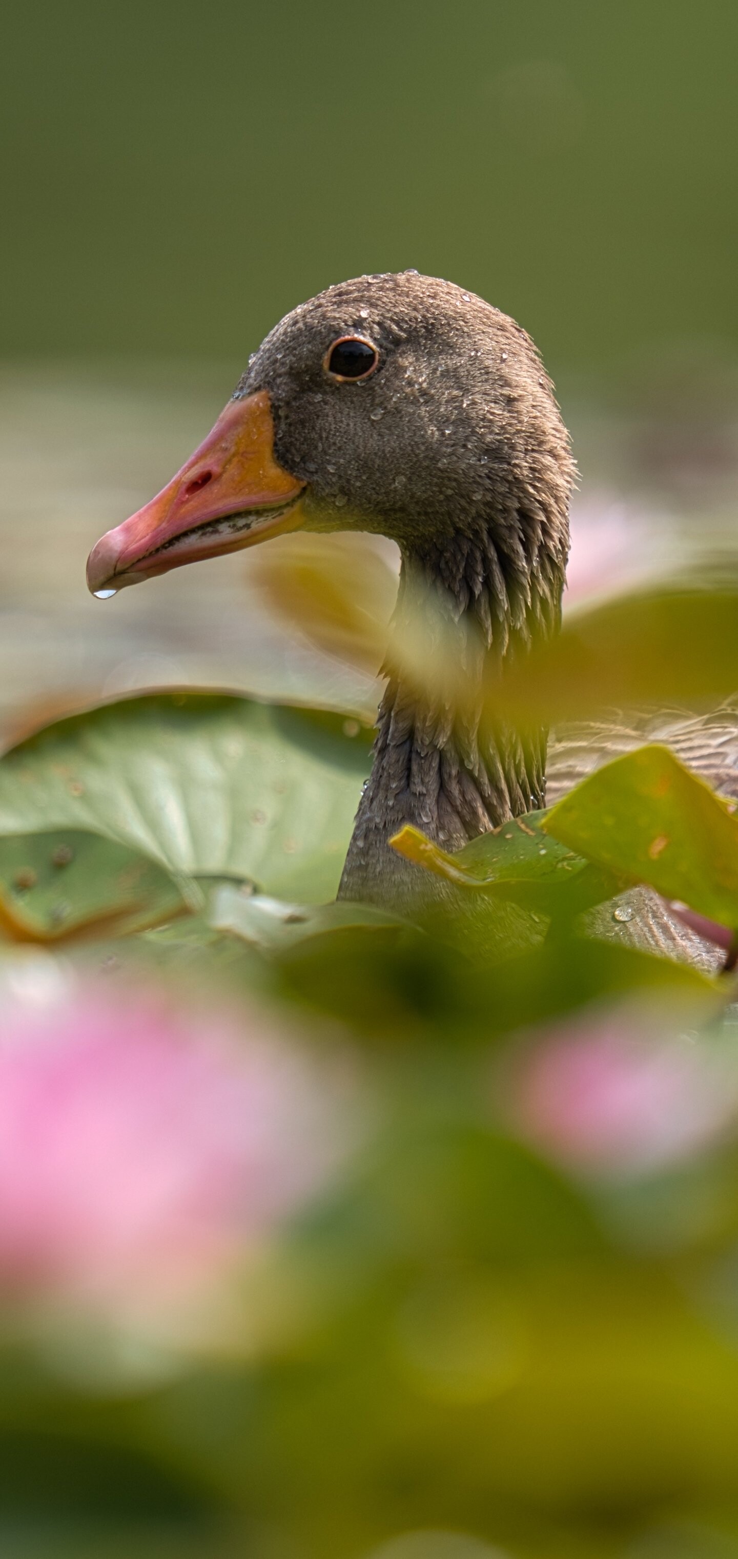 Geese: Animal, Birds that hang out around ponds and lakes and make a distinct honking noise. 1440x3040 HD Background.