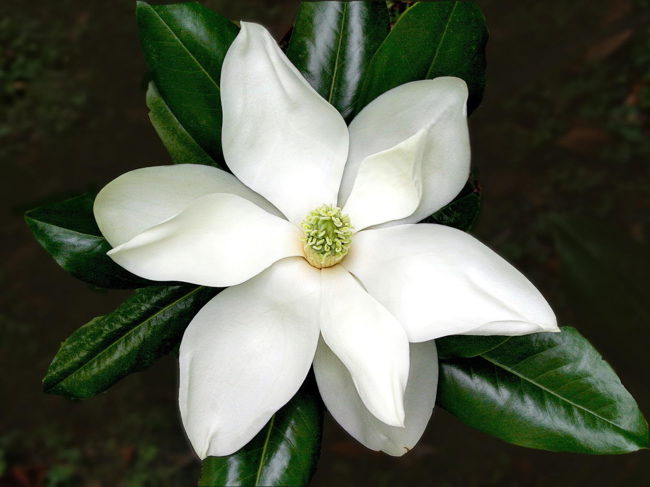 White Magnolia, Flower Wallpaper, Better, 2140x1600 HD Desktop