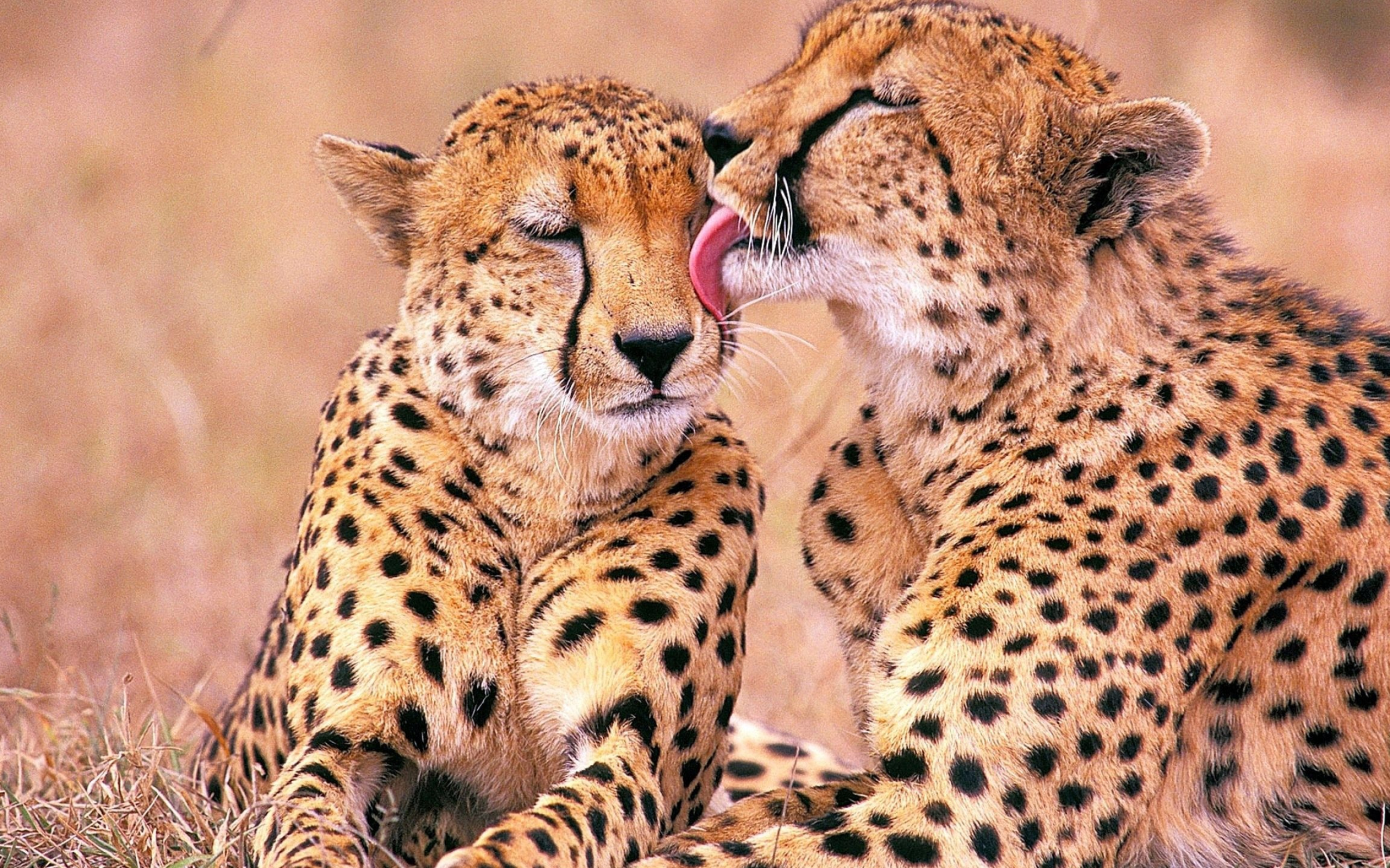 Kruger National Park, Download, 2560x1600 HD Desktop