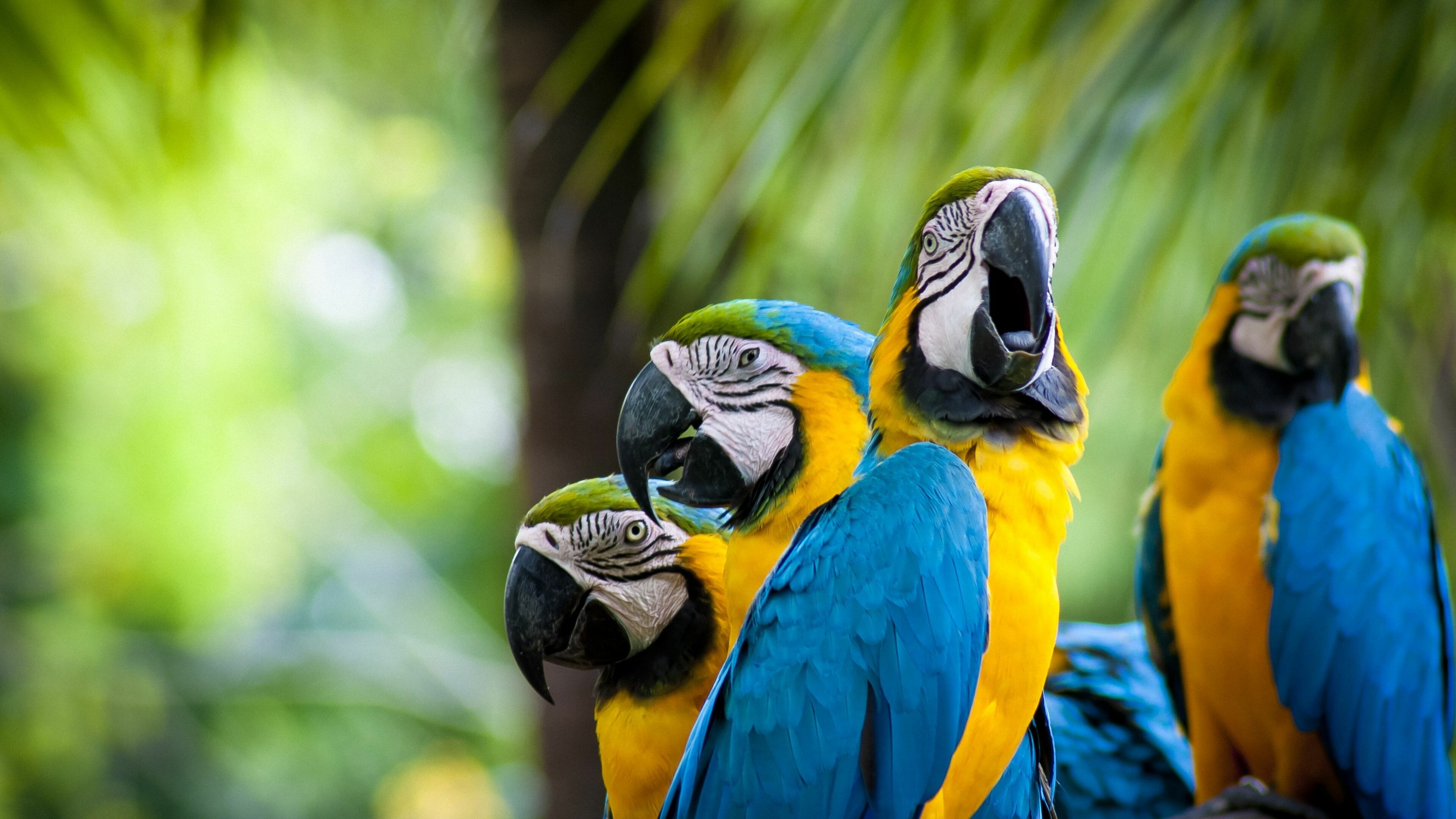 Bird: Macaws, A group of New World parrots that are long-tailed and often colorful. 3840x2160 4K Wallpaper.