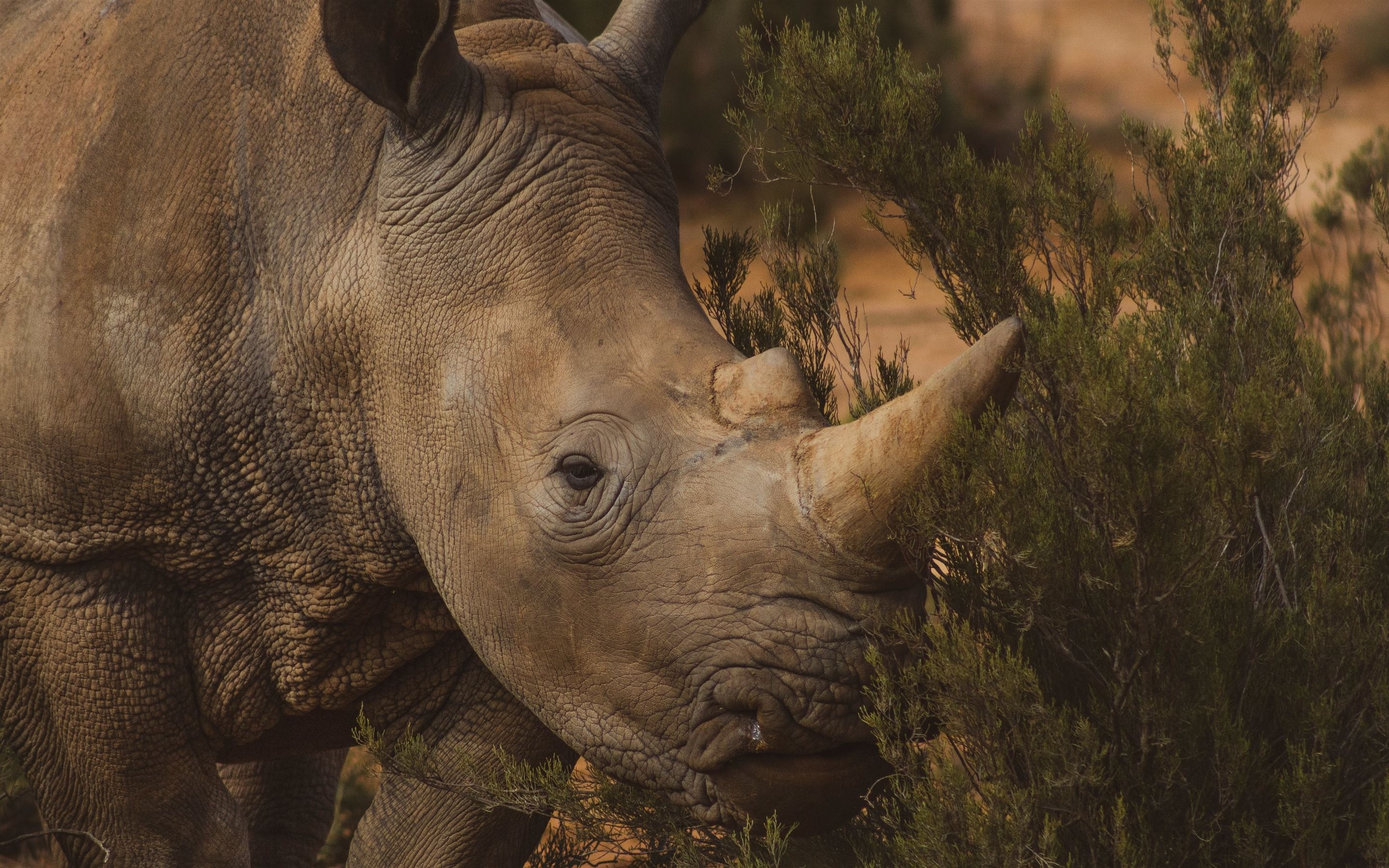 Brown rhino in grass, Serene grassland scene, Macbook air wallpaper download, Rhino in natural habitat, 2880x1800 HD Desktop