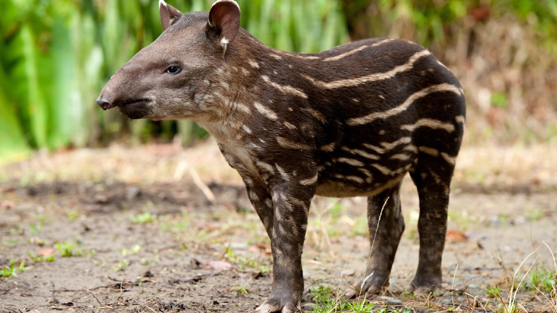Brazilian tapir baby, South China Safari Park, Debut, Animal, 1920x1080 Full HD Desktop