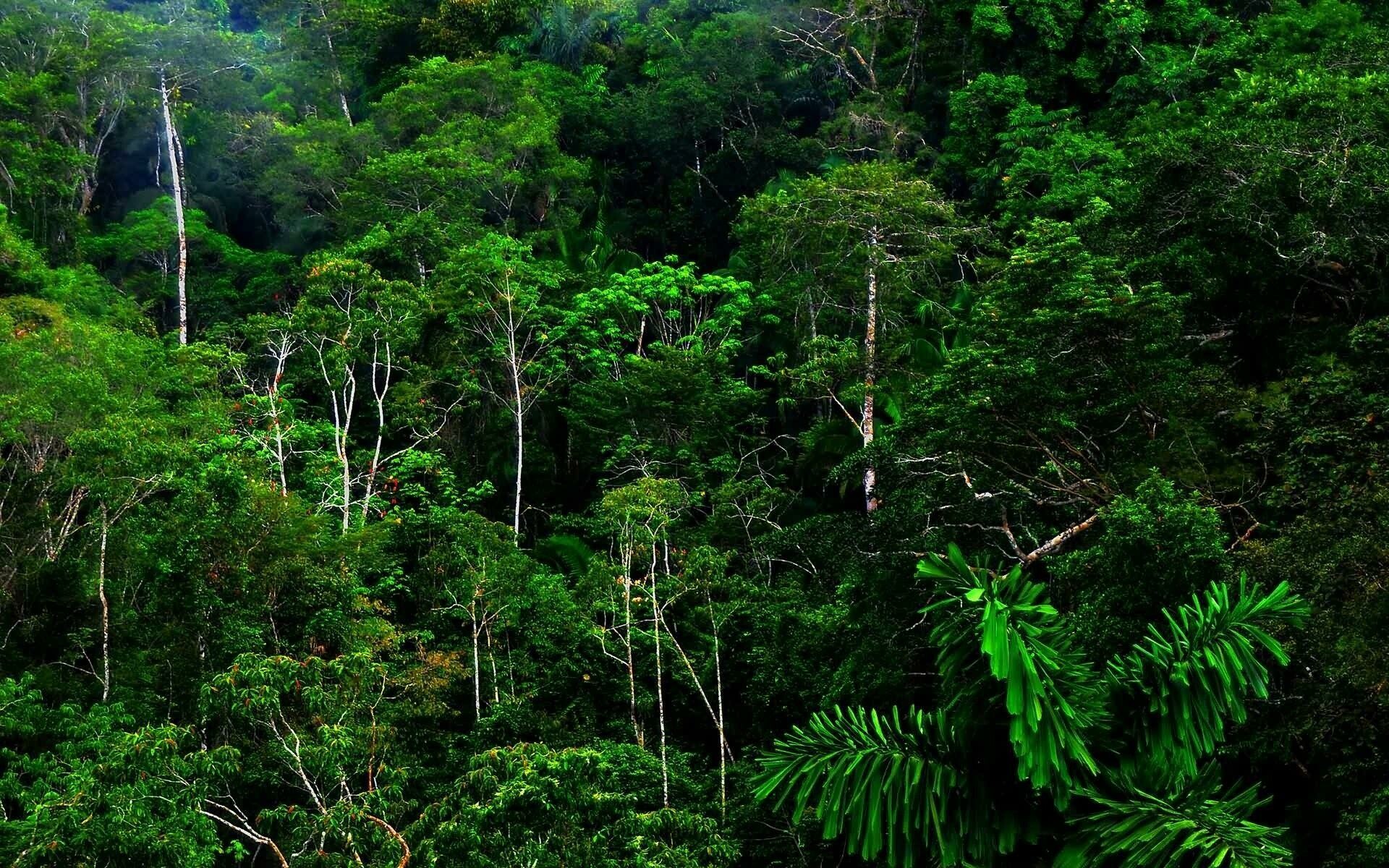 Rainforest: Only the emergent layer is unique to tropical woodlands. 1920x1200 HD Wallpaper.